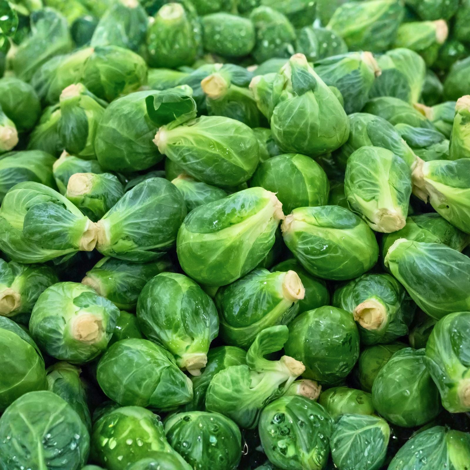 Heirloom Non-GMO Brussel Sprouts Seeds, Long Island Variety, 50+ Seeds for Home Garden, Brassica oleracea