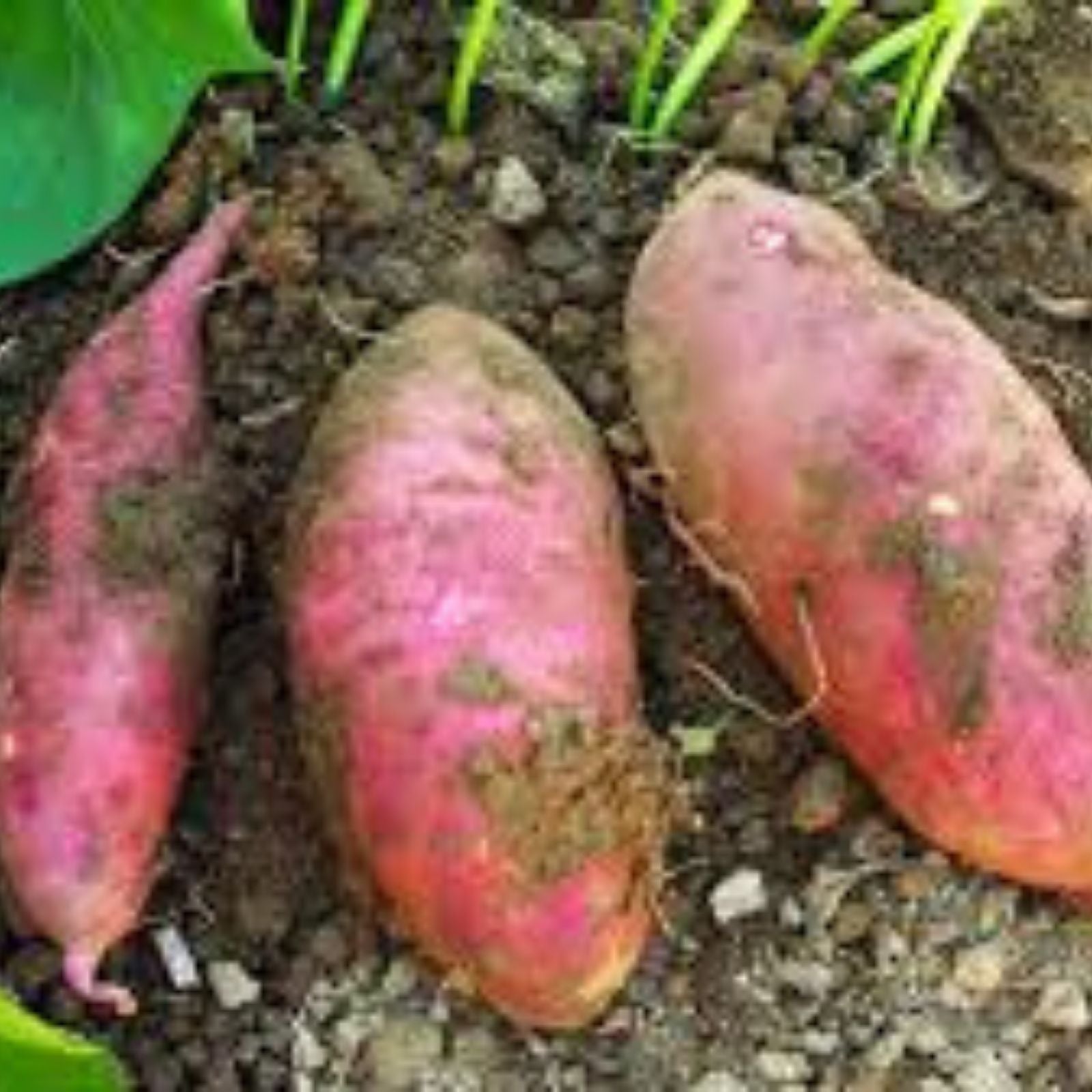 Purple Skin White Sweet Potato Slips, 10 Organic Cuttings, Ipomoea batatas, Sweet Potato Vine, Edible Root Vegetables