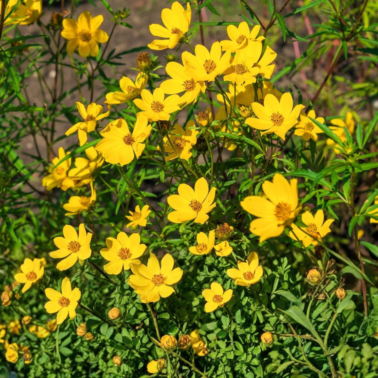 Yellow Swamp Marigold Seeds 100 Pack - Bidens aristosa mutica Native Wildflower Garden Planting Seeds