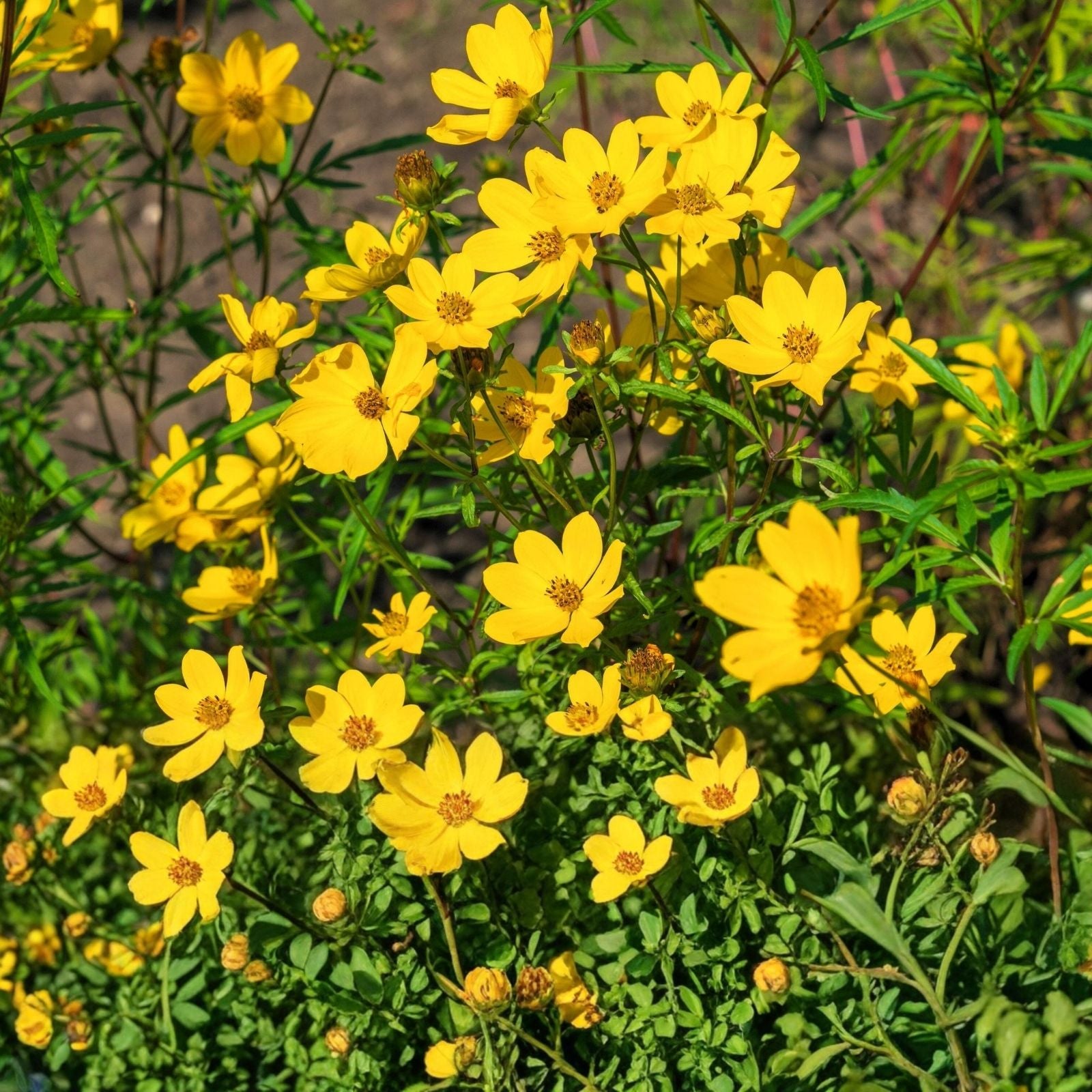 Yellow Swamp Marigold Seeds 100 Pack - Bidens aristosa mutica Native Wildflower Garden Planting Seeds