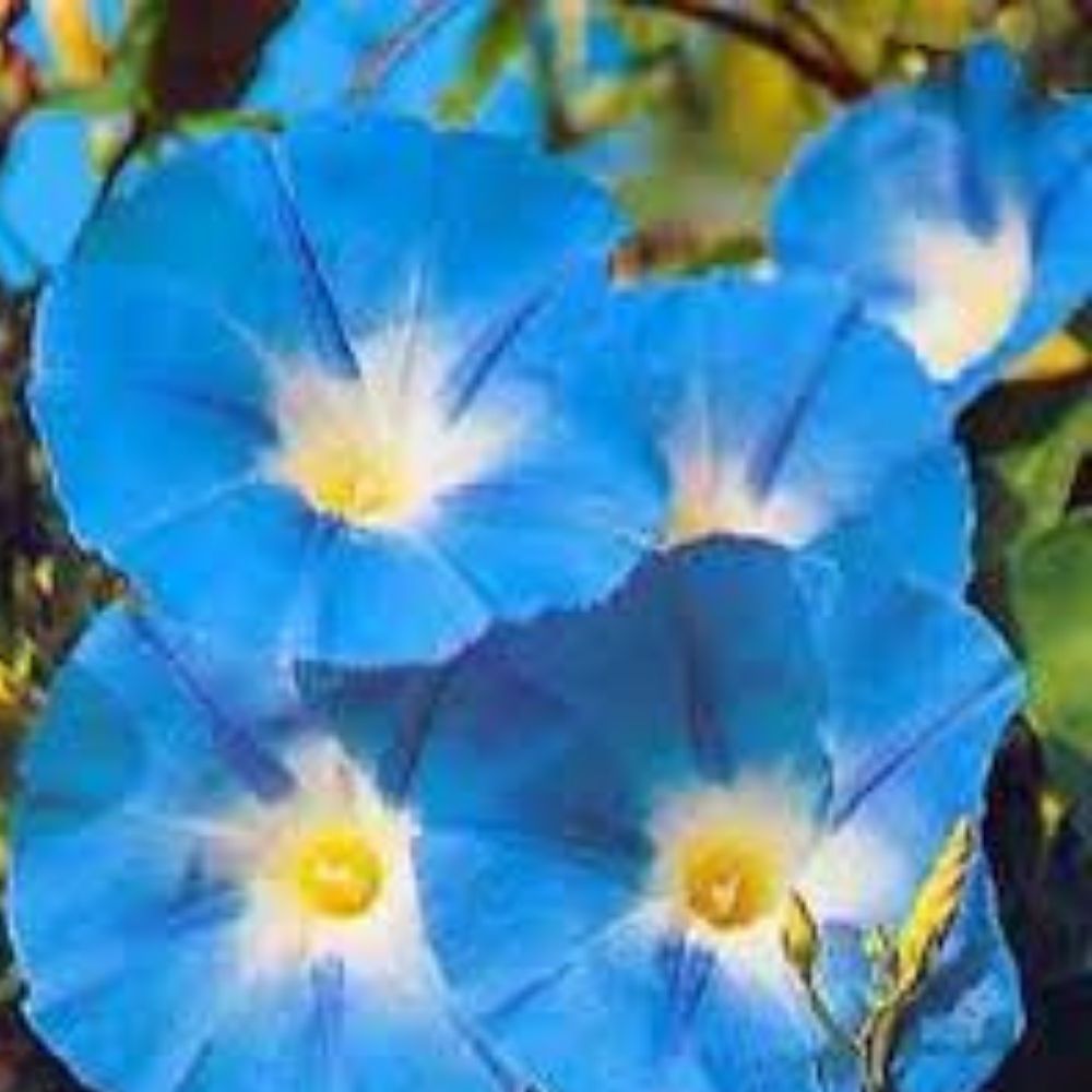 Heavenly Blue Morning Glory Seeds 50 Organic Ipomoea tricolor USA Grown Free Shipping