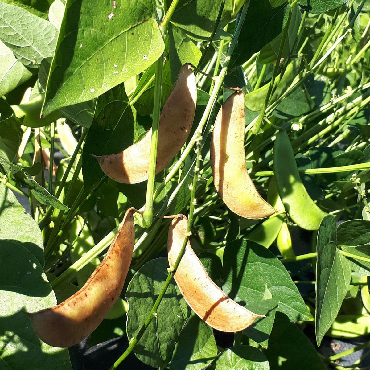 Lima Bean Seeds 500+ Non-GMO Henderson Bush Variety, Healthy, Great Tasting Phaseolus lunatus, Organic Vegetable Seeds