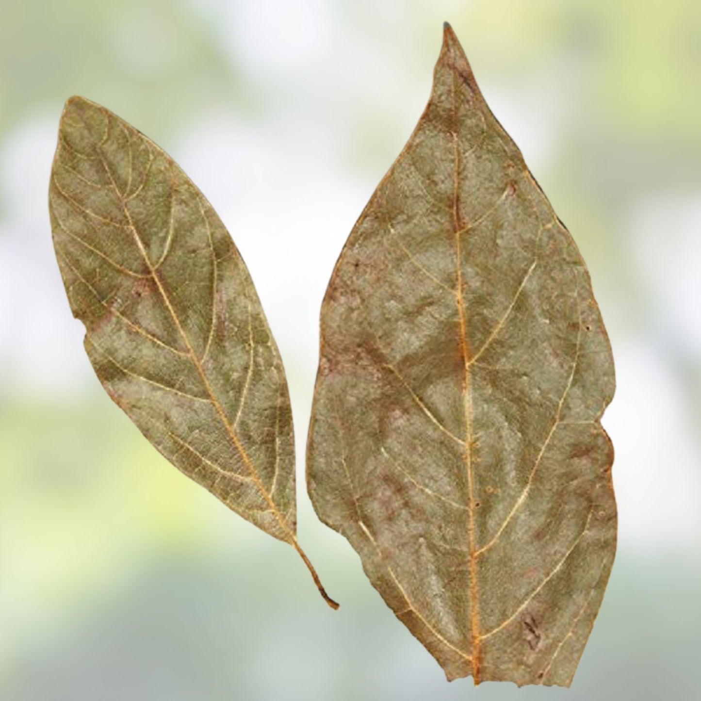 Dried Avocado Leaves 1 Oz for Cooking and Herbal Use - Persea americana - Culinary and Herbal Tea