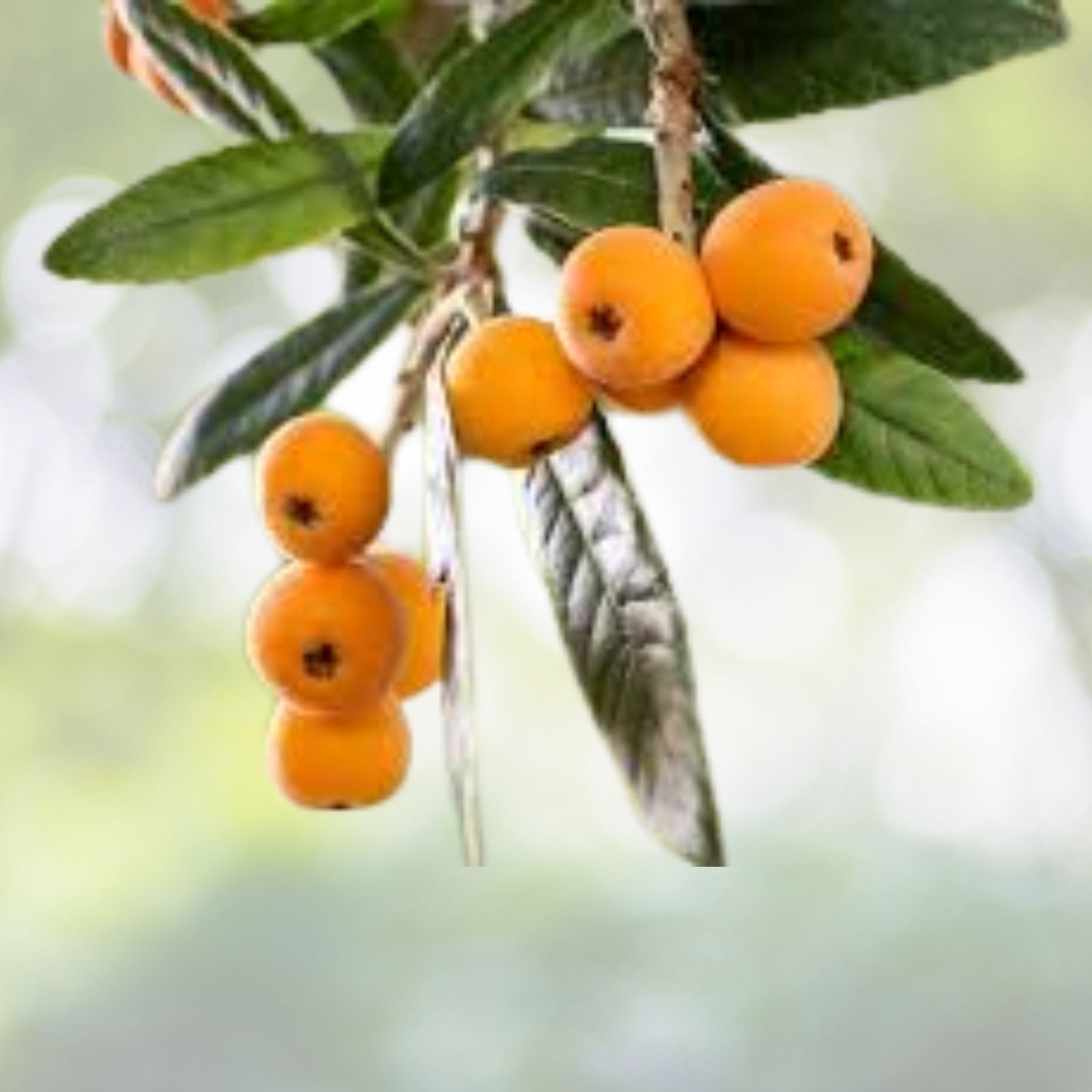 Loquat Fruit Plant Tree Starter - Japanese Seeding Variety - Eriobotrya japonica - 25 Pack