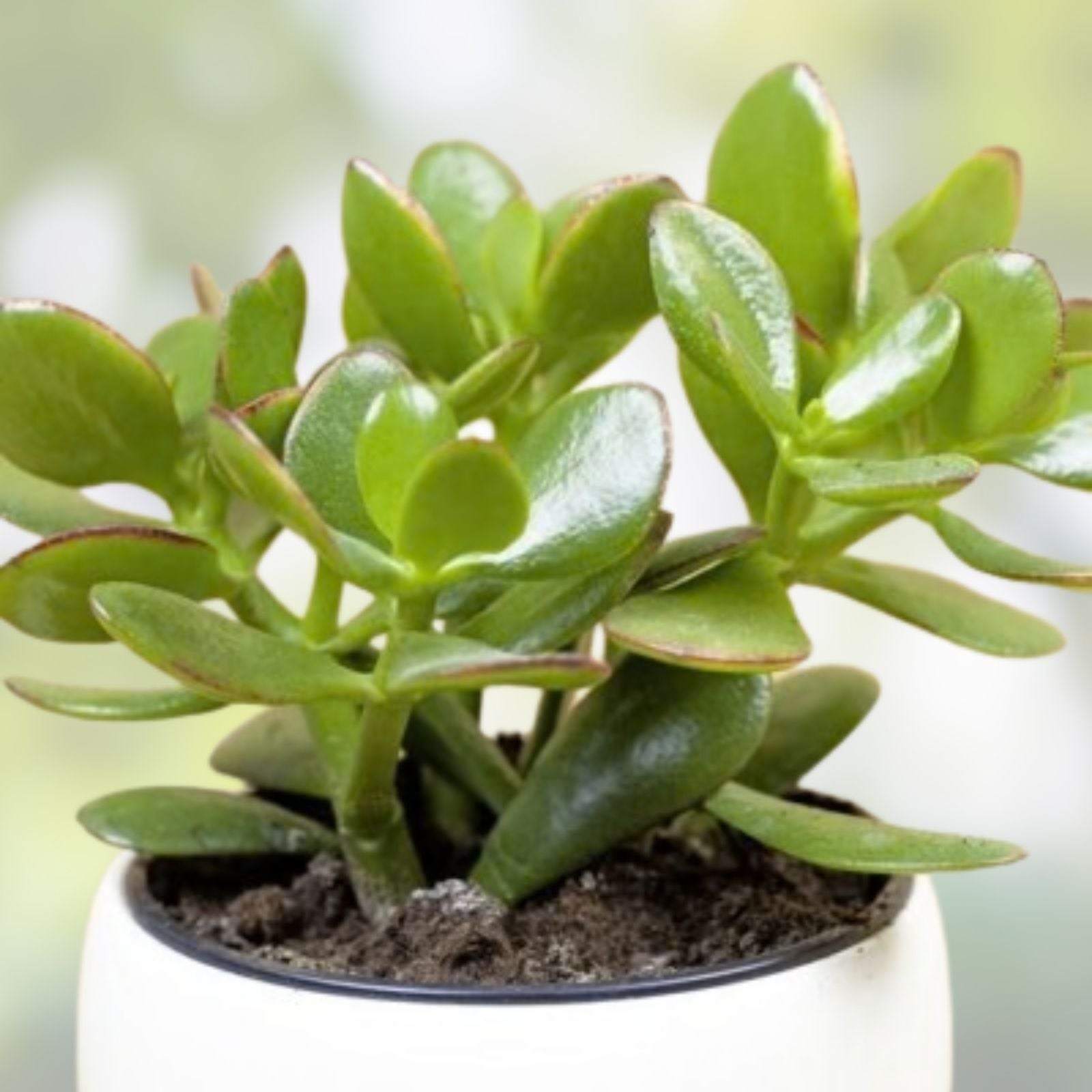 Jade Plant Cuttings - 5 Succulent Cuttings 3-5 inches - Money Plant - Crassula ovata - Lucky Indoor Plant