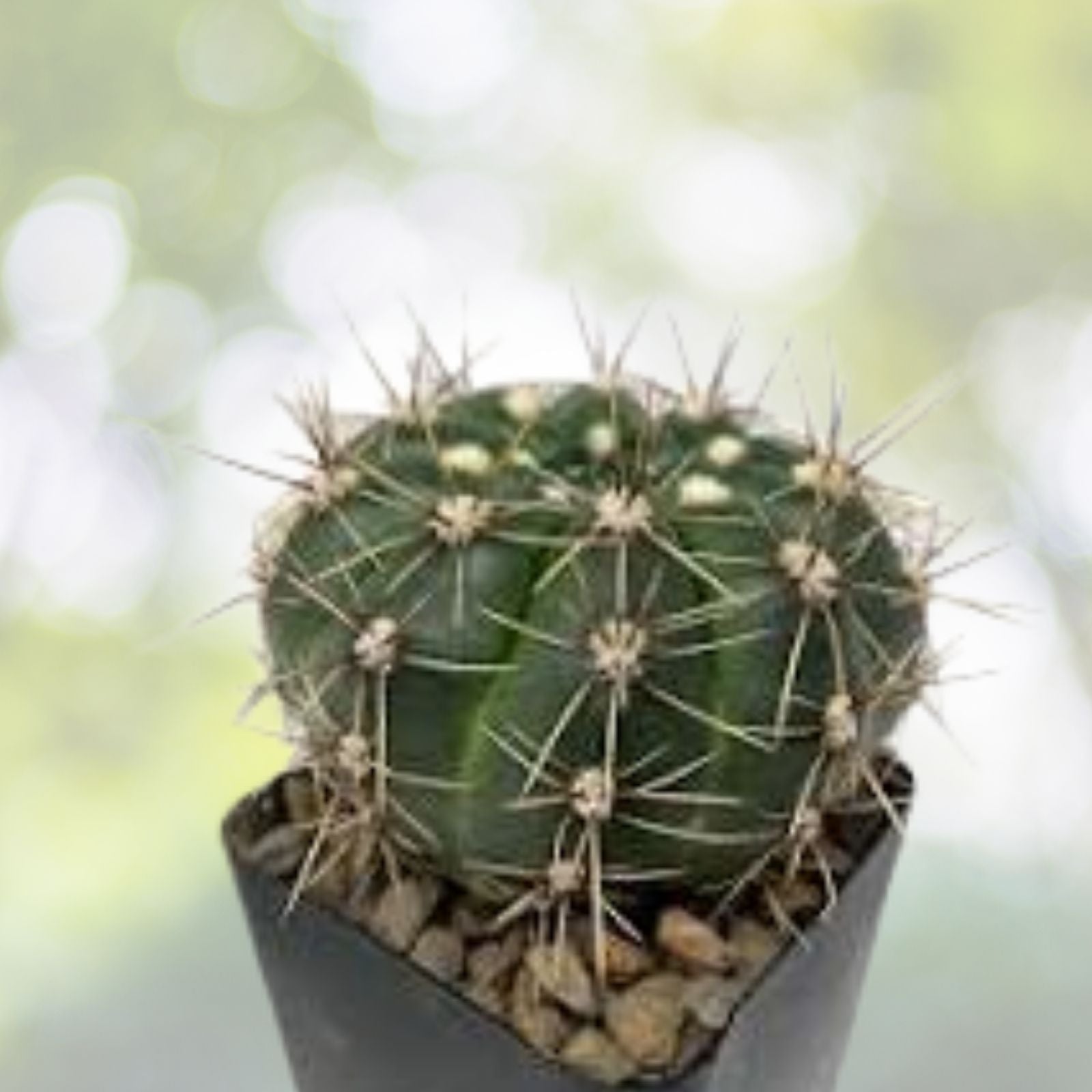 Cactus Seeds - 50+ Gymnocalycium reductum - Easy Growing Succulent Seeds - Free Shipping