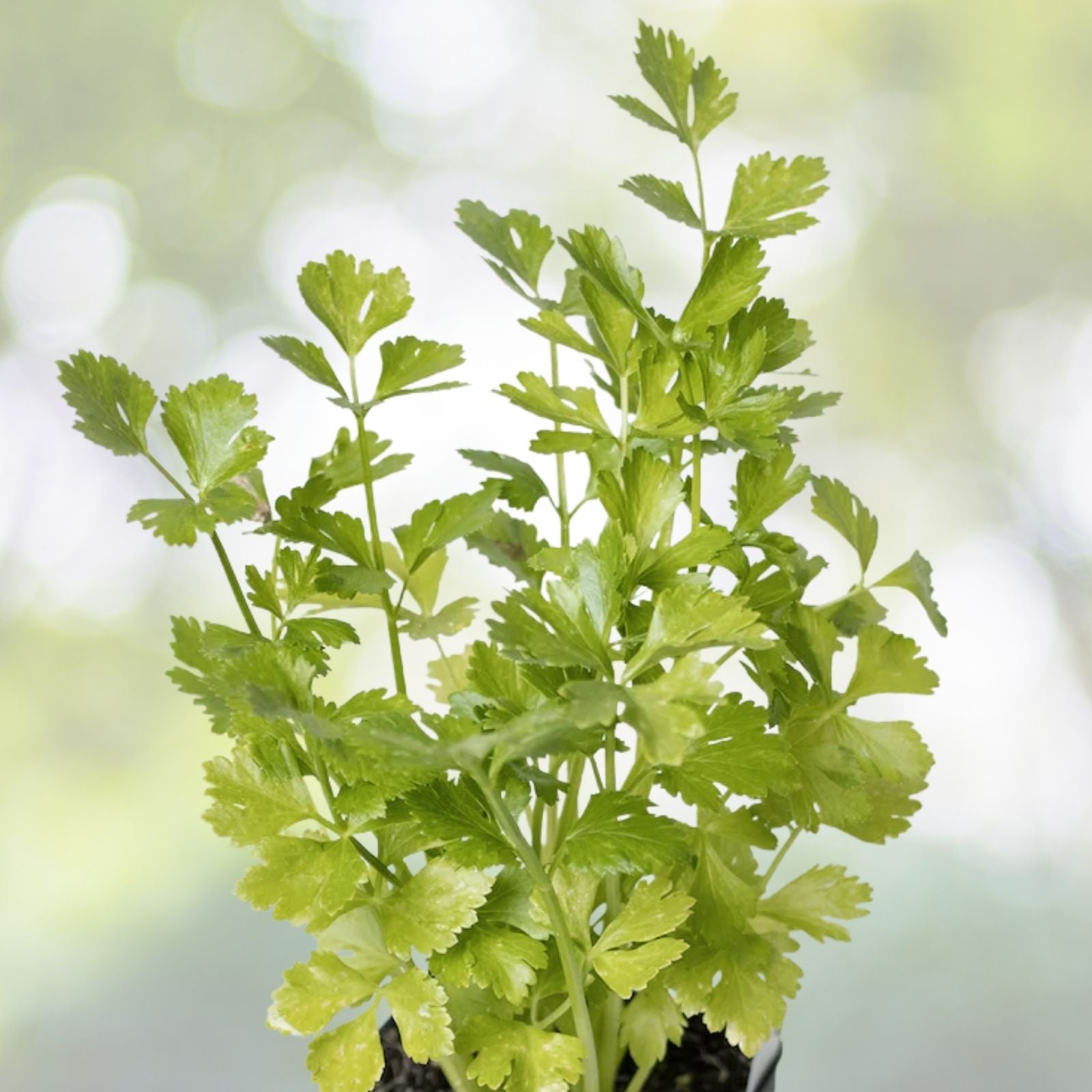 Italian Parsley Seeds | Green Flat Leaf | NON-GMO Heirloom | Petroselinum crispum