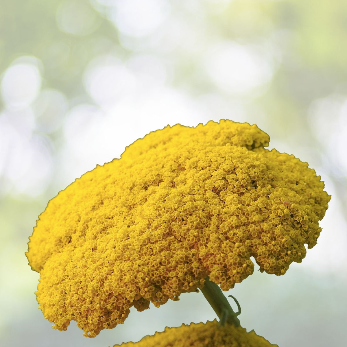 Golden Yarrow Seeds | Heirloom NON-GMO | Achillea millefolium | Fresh Garden Seeds