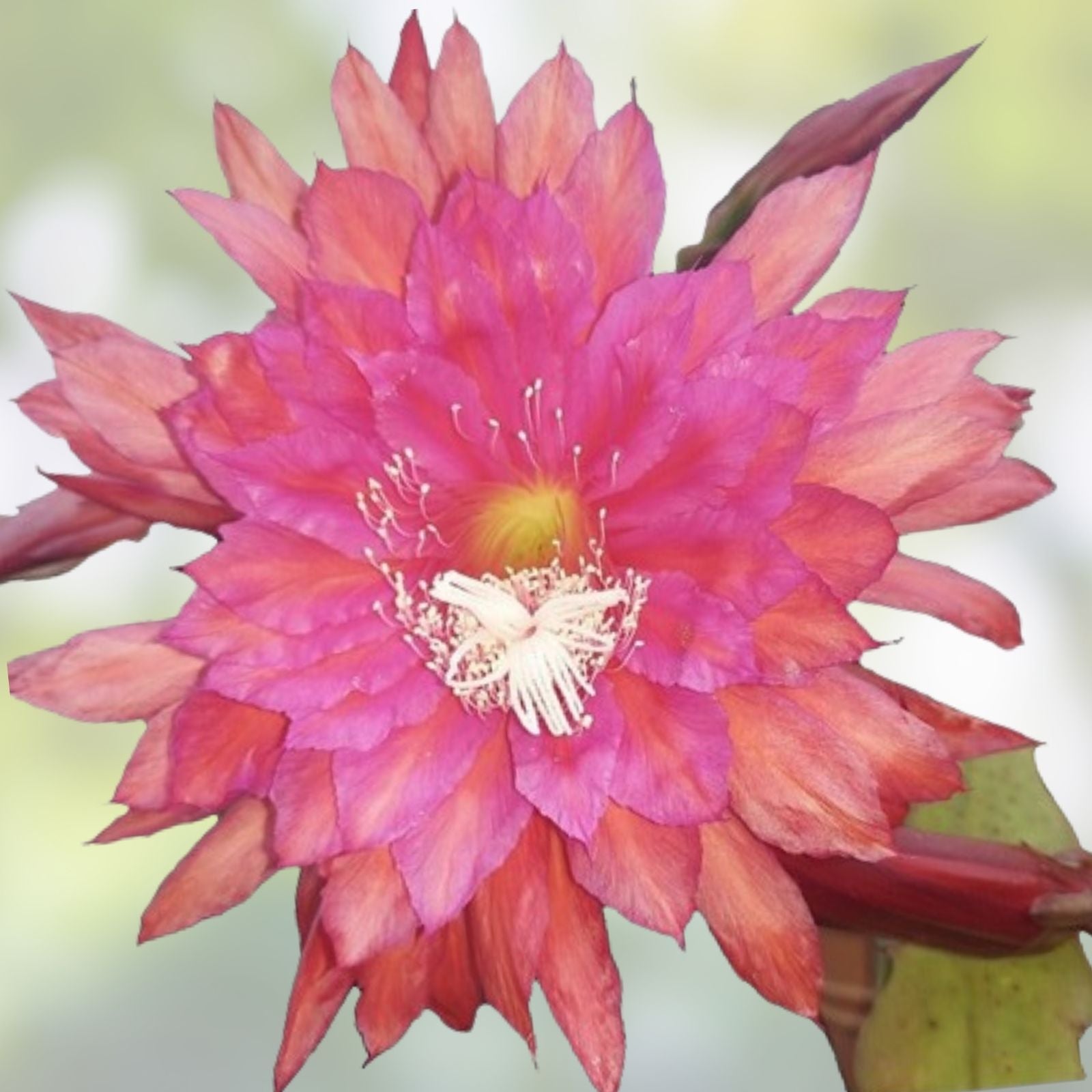Epiphyllum Cuttings 8-10 Inch Unrooted Chanteuse Variety Jungle Cactus Epiphyllum