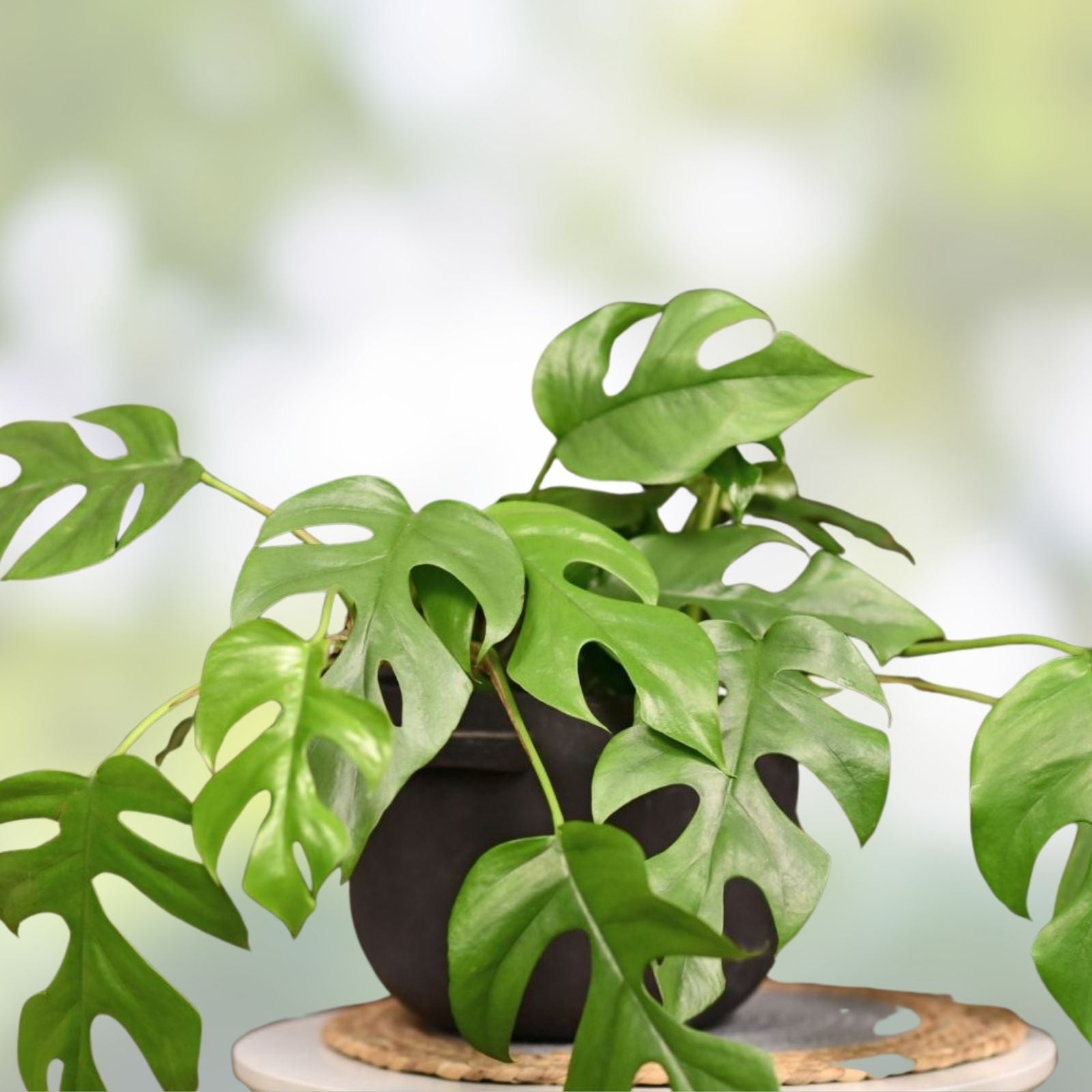 Mini Monstera Cuttings - 2 Leaves 2 Nodes - Rhaphidophora Tetrasperma Plant Propagation Cuttings