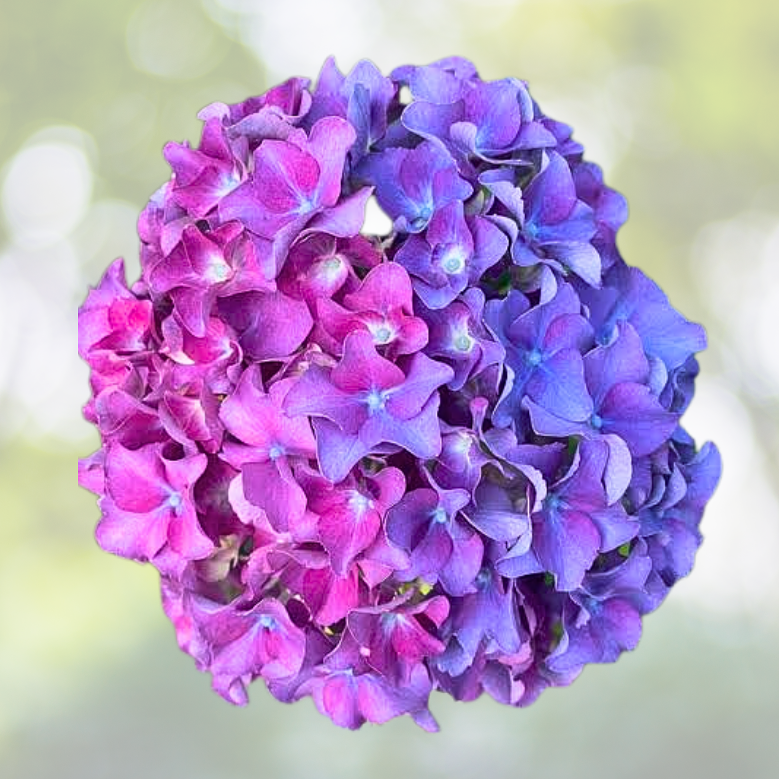 25pcs Hydrangea Plants - Blue Pink Purple Perennial Flowers - Hydrangea macrophylla