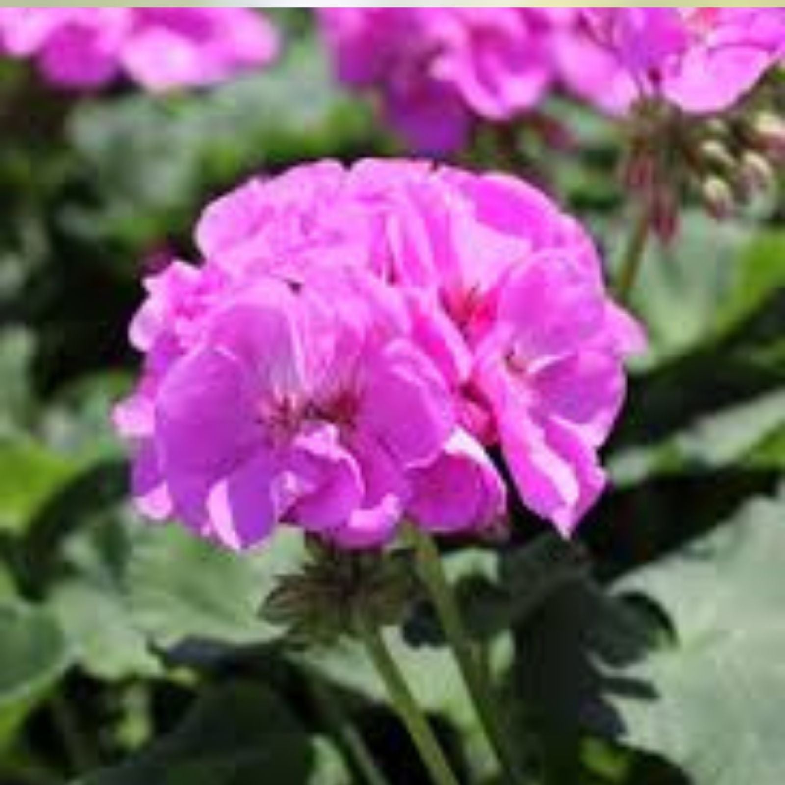 Purple Pink Pelargonium Zonal Geranium Starter Cuttings 12x6" Live Plant - Pelargonium × hortorum
