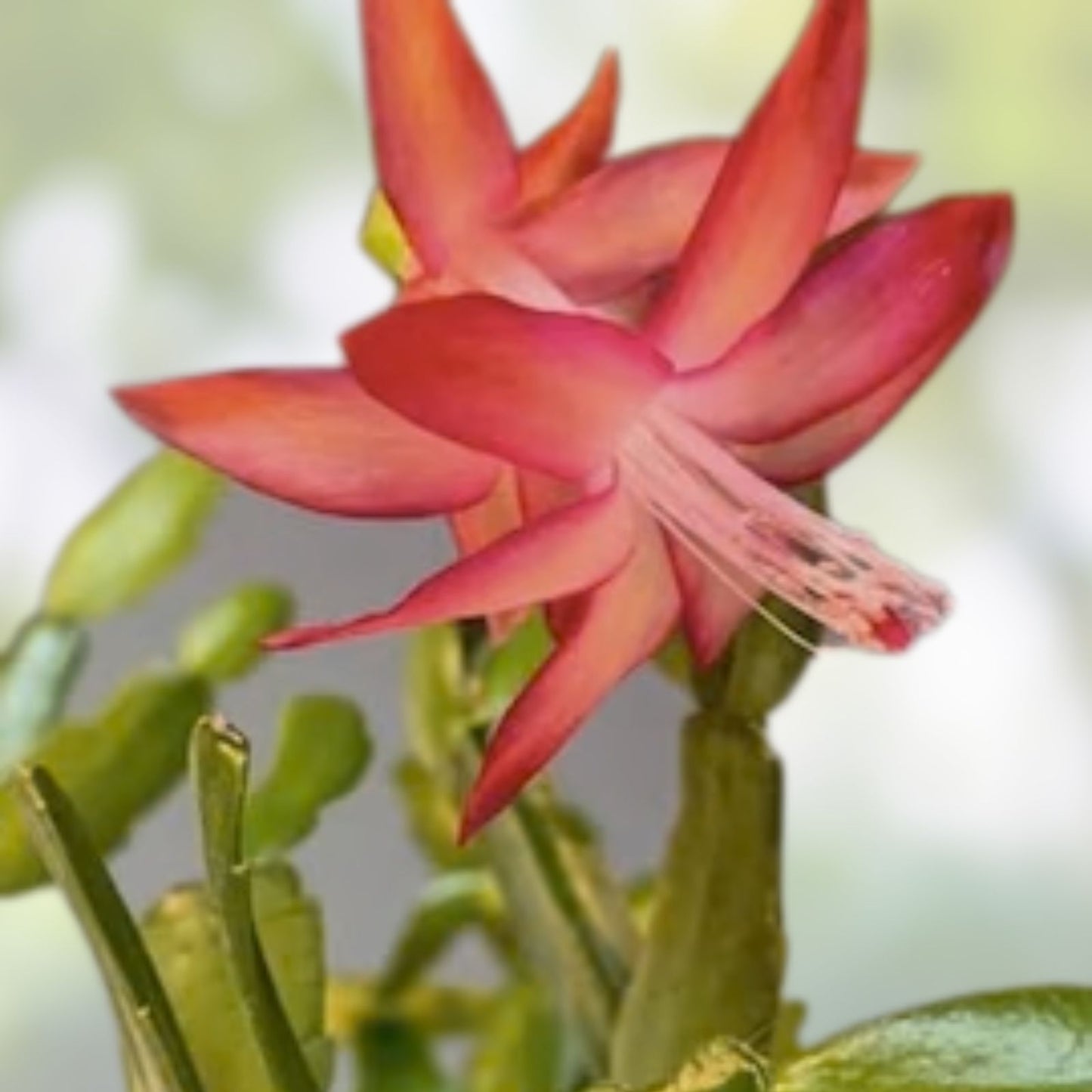 Christmas Cactus Cuttings 6 Fresh Segments Schlumbergera Buckleyi Old Fashioned Holiday Plant