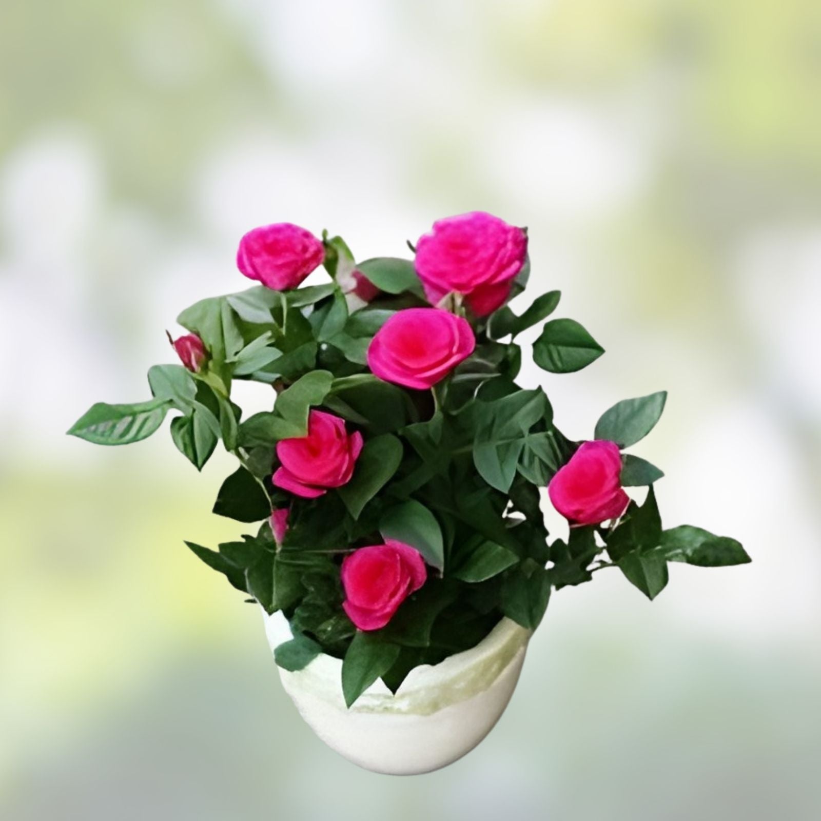 Sahara Rose Plant Cuttings – 3 Rare Propagation Pieces for Rooting and Grafting – Rosa spp,
