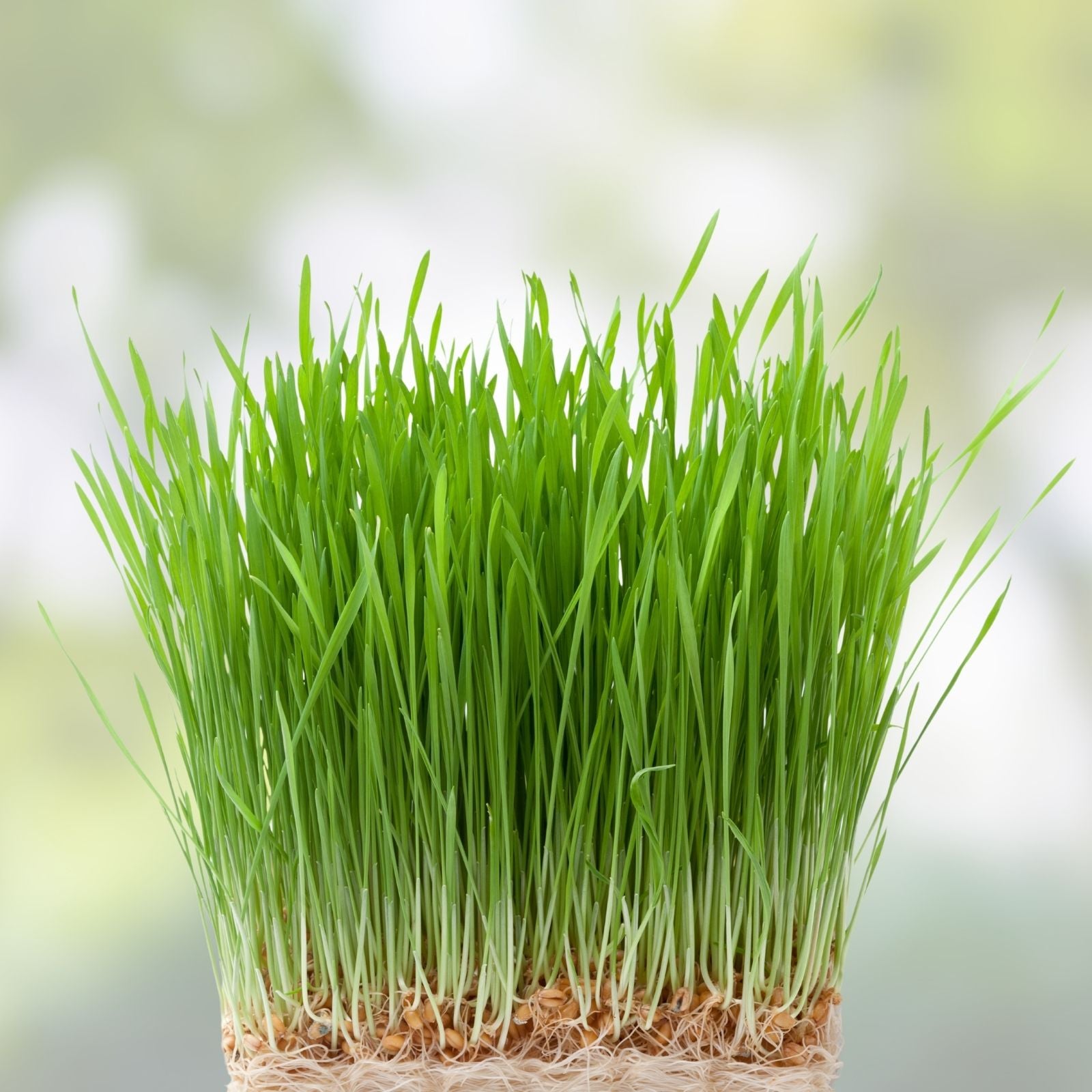 Cat Grass Seeds 1 Pound – Nutritious Tasty Treat for Cats and Pets (Avena sativa)