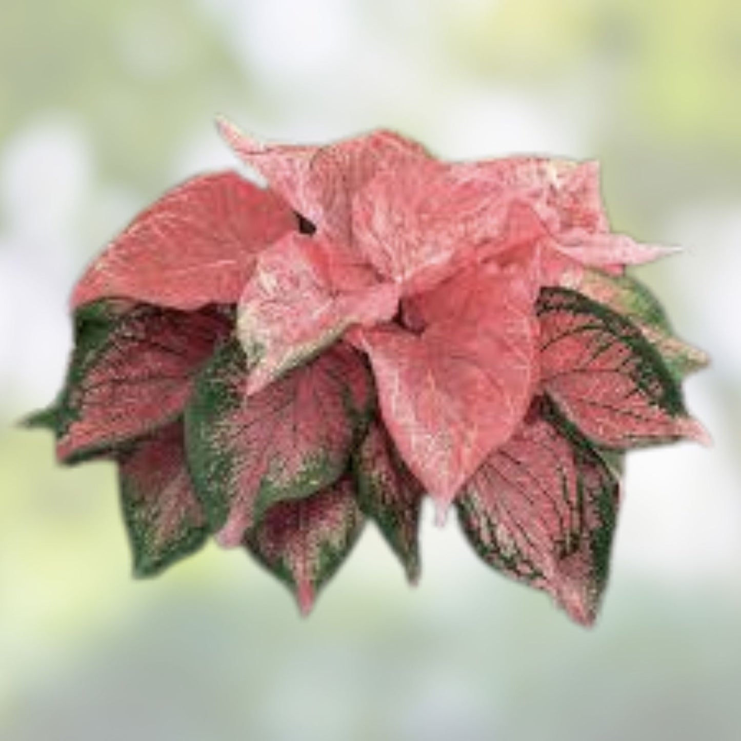 Caladium Bulbs 10 Pack Pink Symphony Perennial Elephant Ears Caladium bicolor Garden Plant