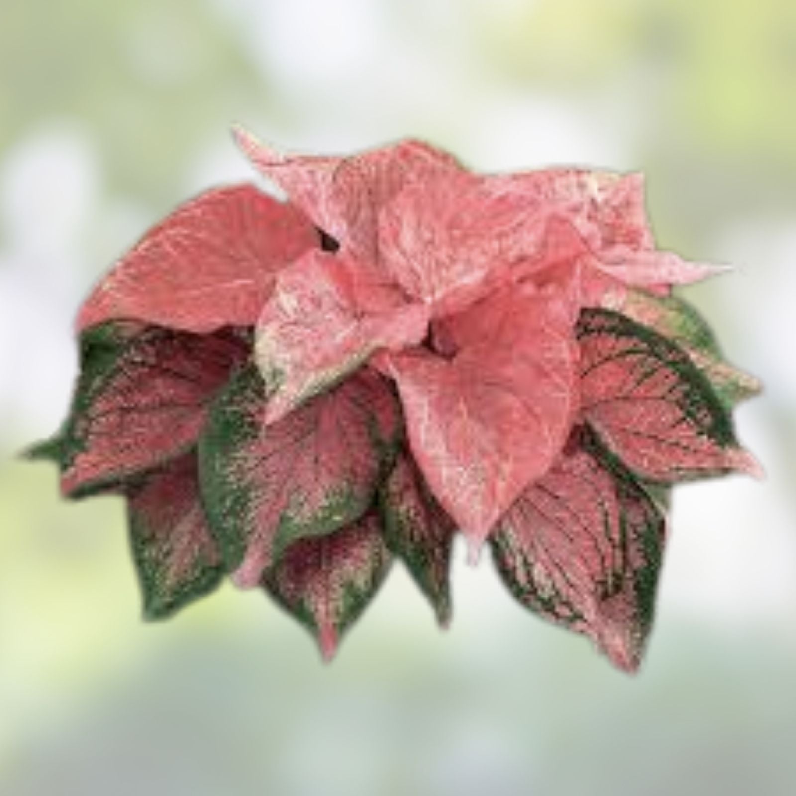Caladium Bulbs 10 Pack Pink Symphony Perennial Elephant Ears Caladium bicolor Garden Plant