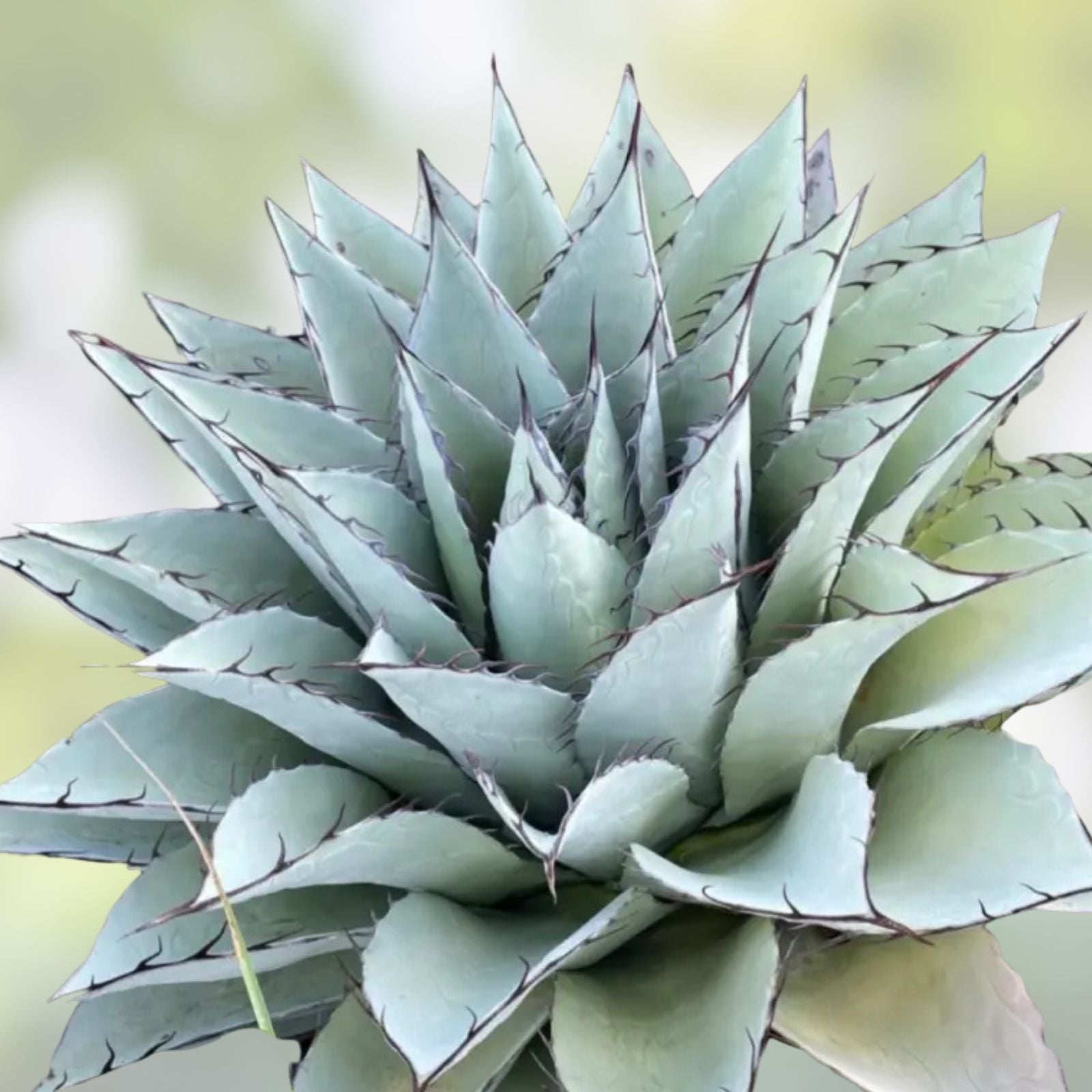 Agave Seed Mix 50 Varieties for Planting - Agave spp. - Drought Tolerant Succulent Seeds - Ships from Iowa, USA