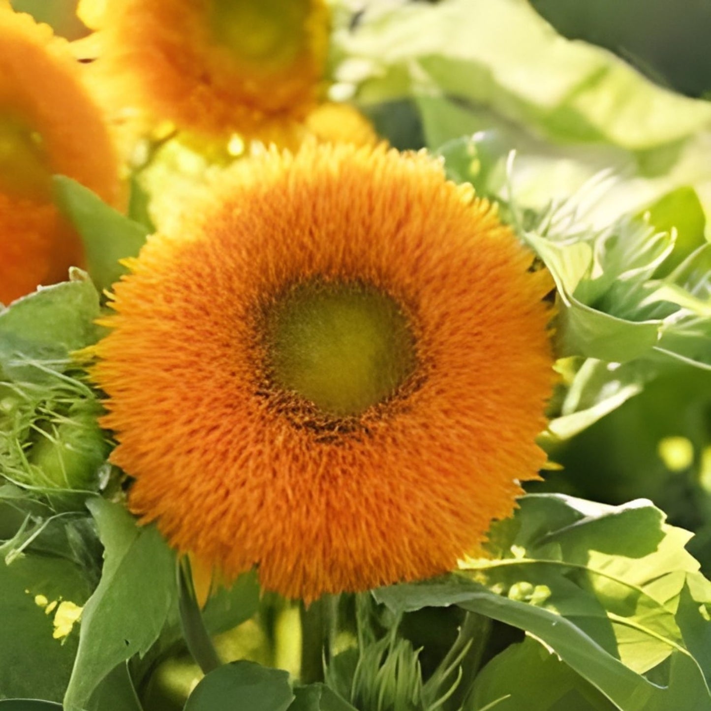 Double Sun Sunflower Seeds – 20 Organic Helianthus annuus Seeds for Gardening, USA Grown, Ships Free