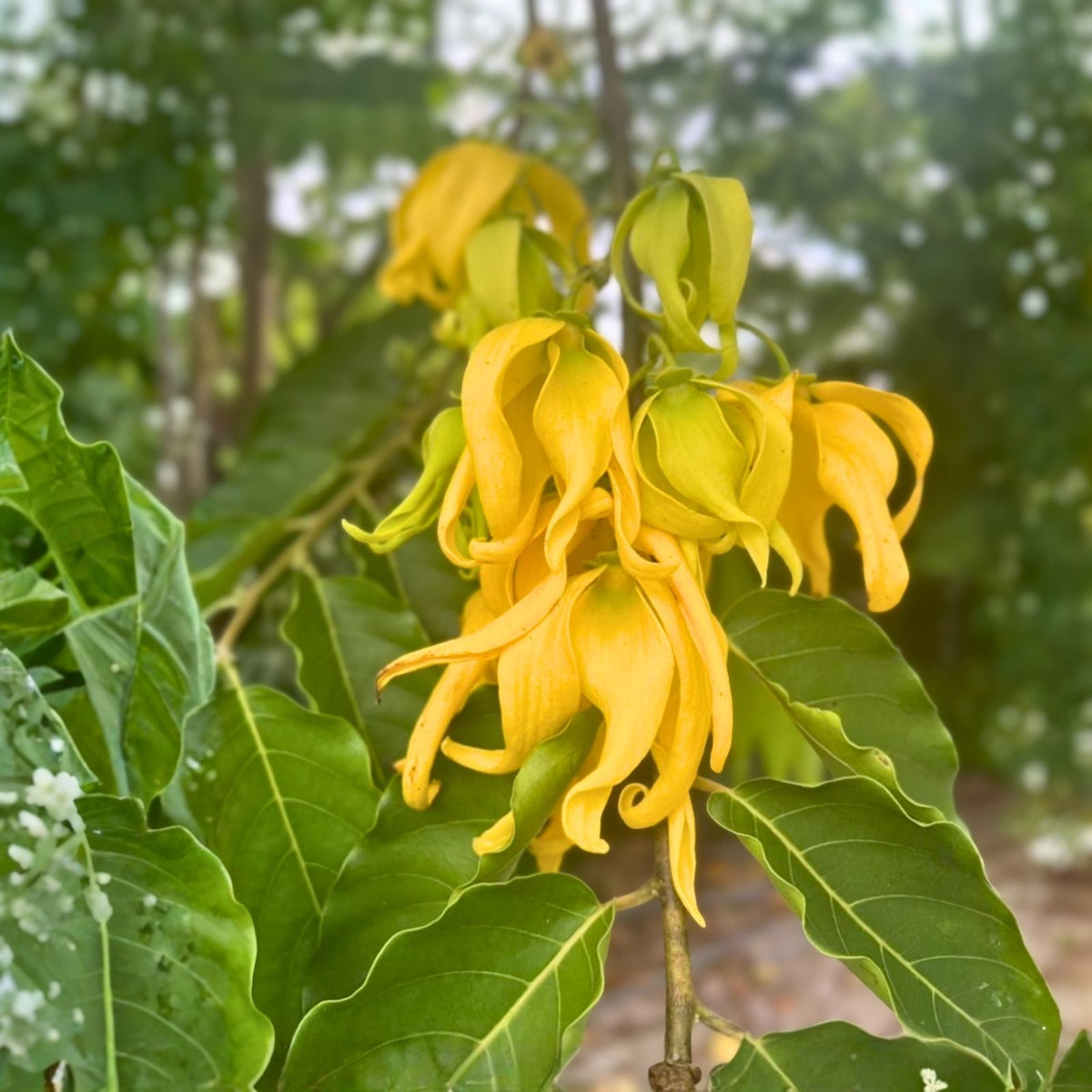 Ylang Ylang Tree Seeds - 10 Fresh Seeds, Fragrant Flowers for Perfume, Cananga odorata, Easy to Grow