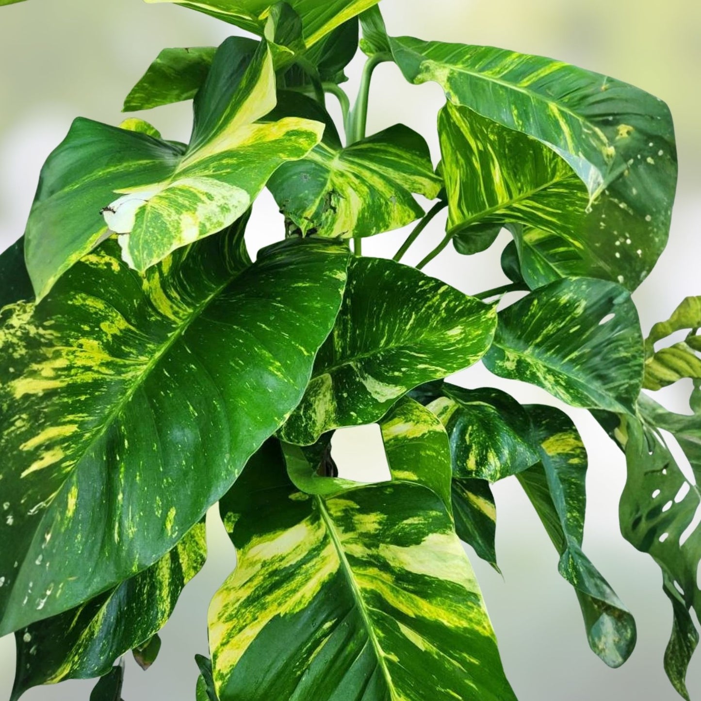 Golden Queen Pothos Vine Cuttings – Rare Giant Size 5 Pack – Epipremnum aureum, Trailing Houseplant, Indoor Plant Cuttings