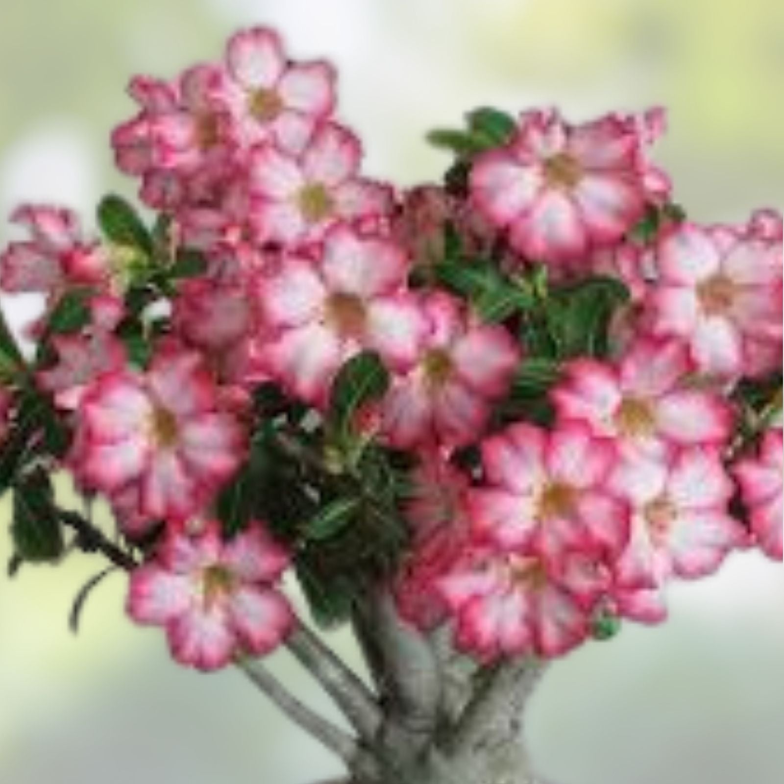 Desert Rose Seeds 100 Pack - Mixed Colors Adenium Obesum - Grow Your Own Flowering Succulent Plant