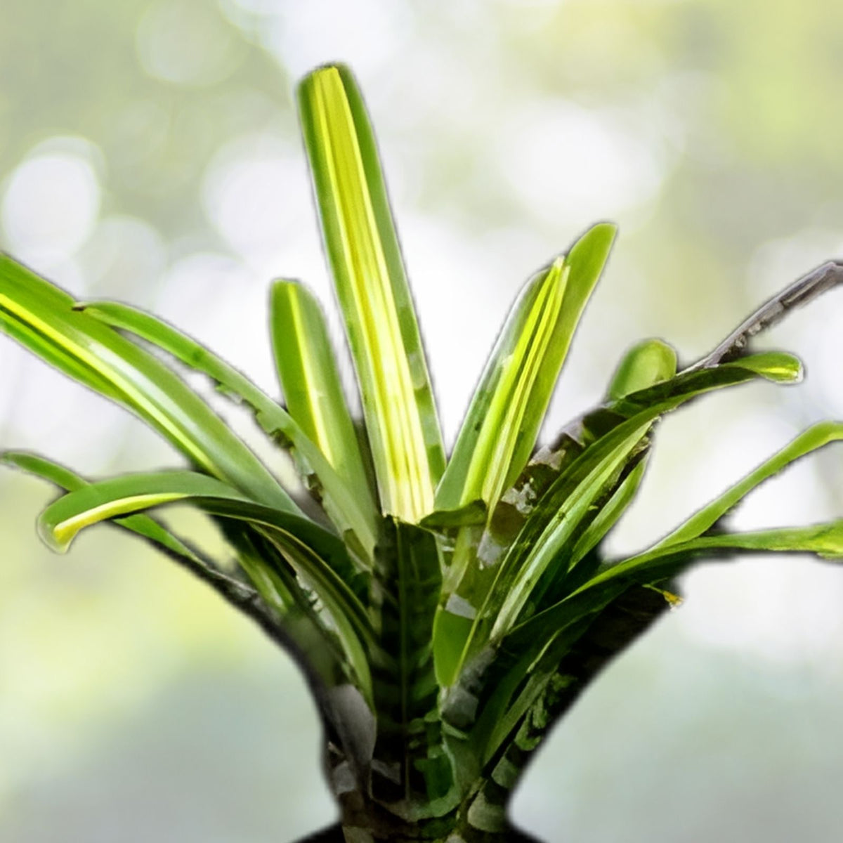 Aechmea Zebrina Variegated Plant 8" Pot - Unique Green & Yellow Foliage - Perfect for Collectors - Aechmea Zebrina
