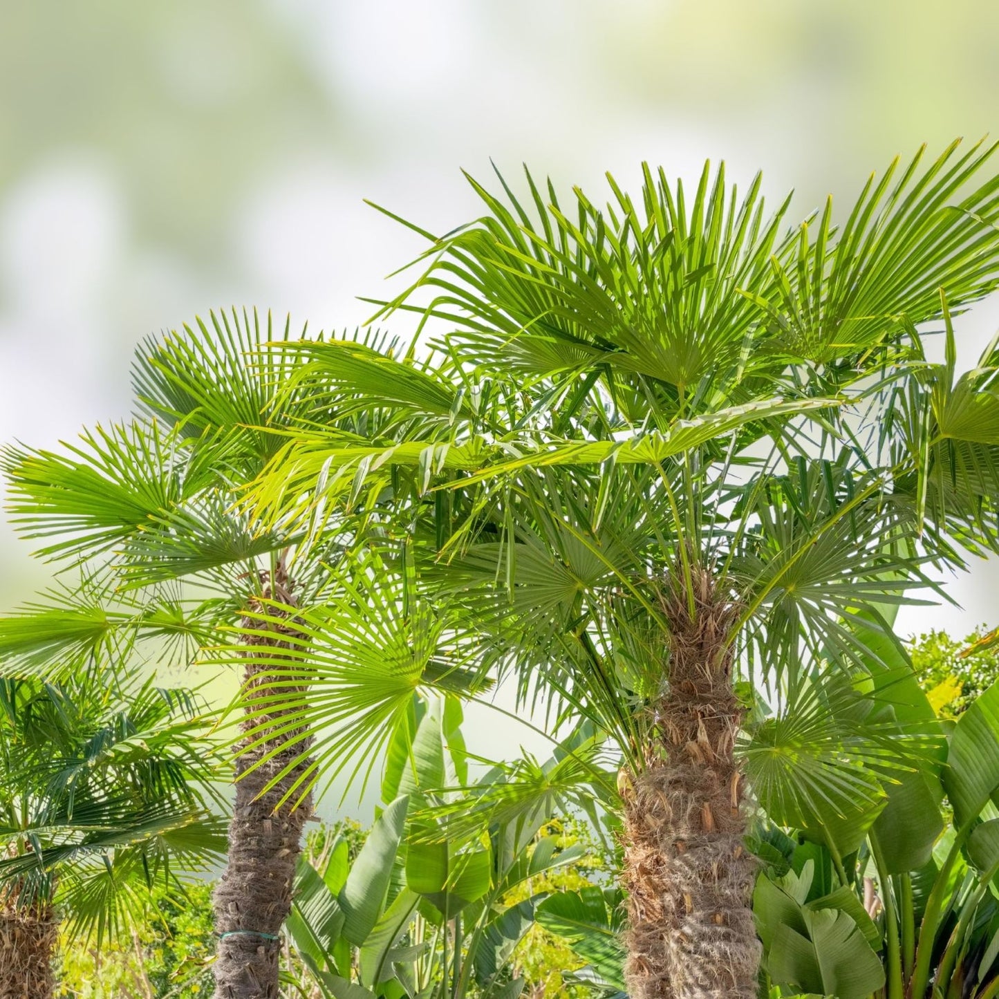 Windmill Fan Palm Tree Live Plant 34-38" Trachycarpus fortunei, Mature Indoor/Outdoor Palm Tree