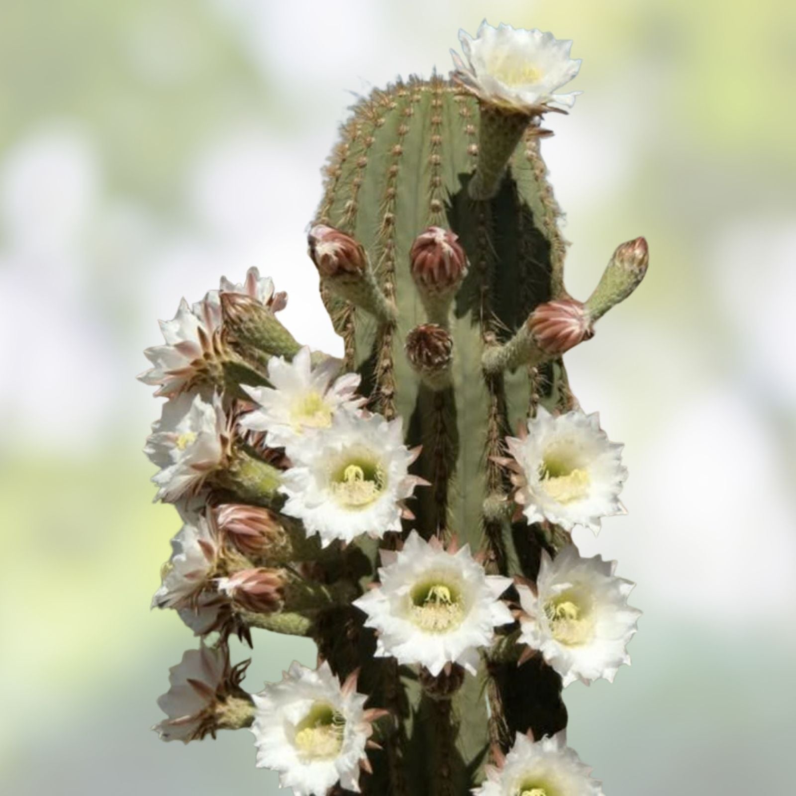 Cereus Leucostele Atacamensis Cactus Cutting 11" – Unique Desert Plant for Collection and Decoration