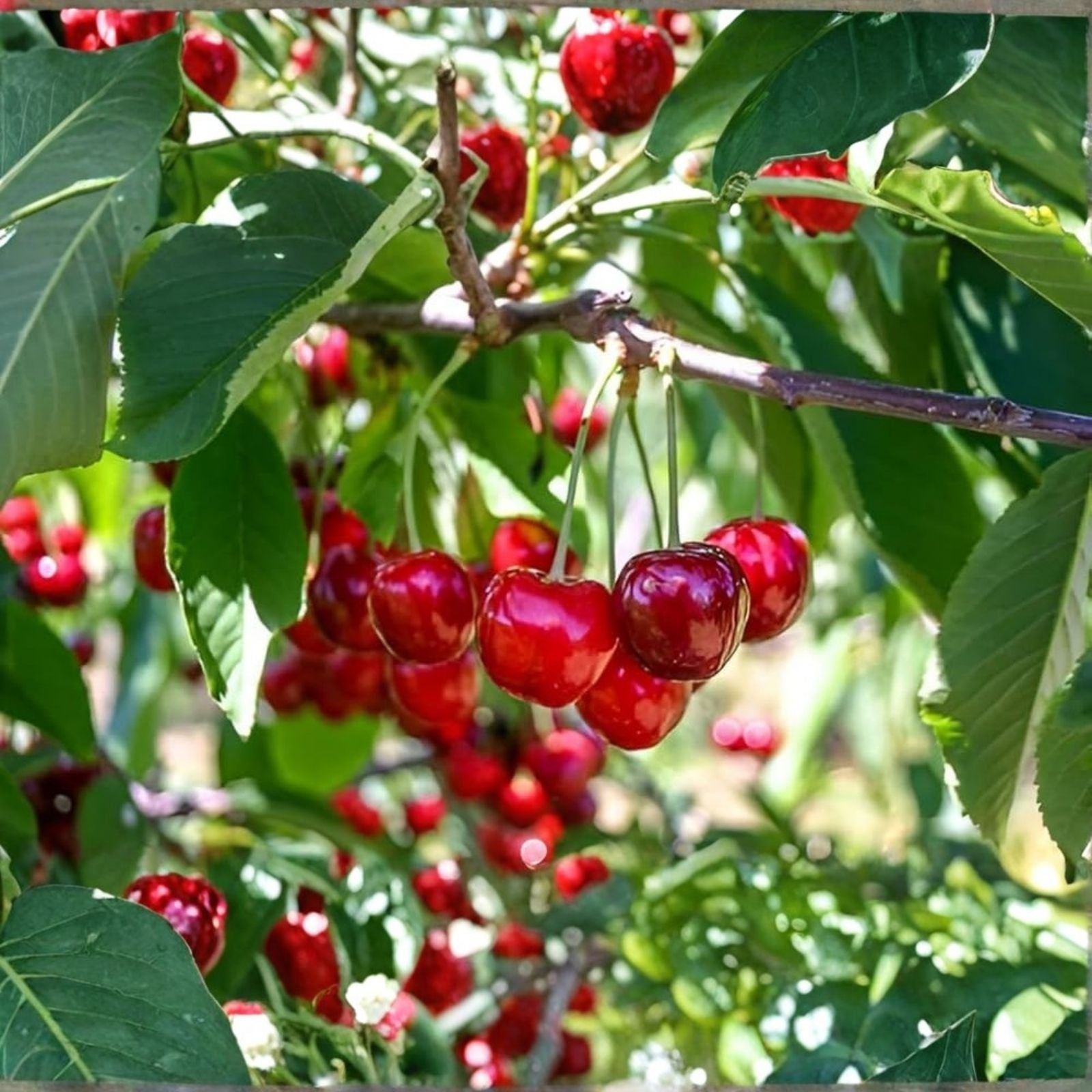 Acerola Cherry Tree Plant - Live Pesticide-Free Barbados Variety - Malpighia emarginata - Fruit-Bearing Shrub for Garden