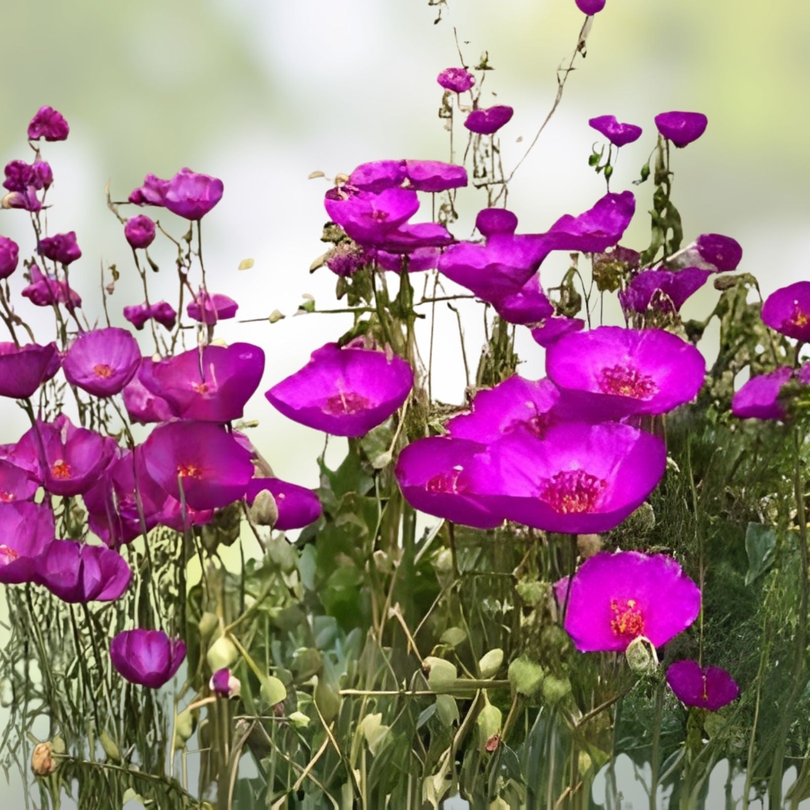Purple Calandrinia Spectabilis Cuttings - 10 Fast Growing Rock Purslane Propagation Plantlets