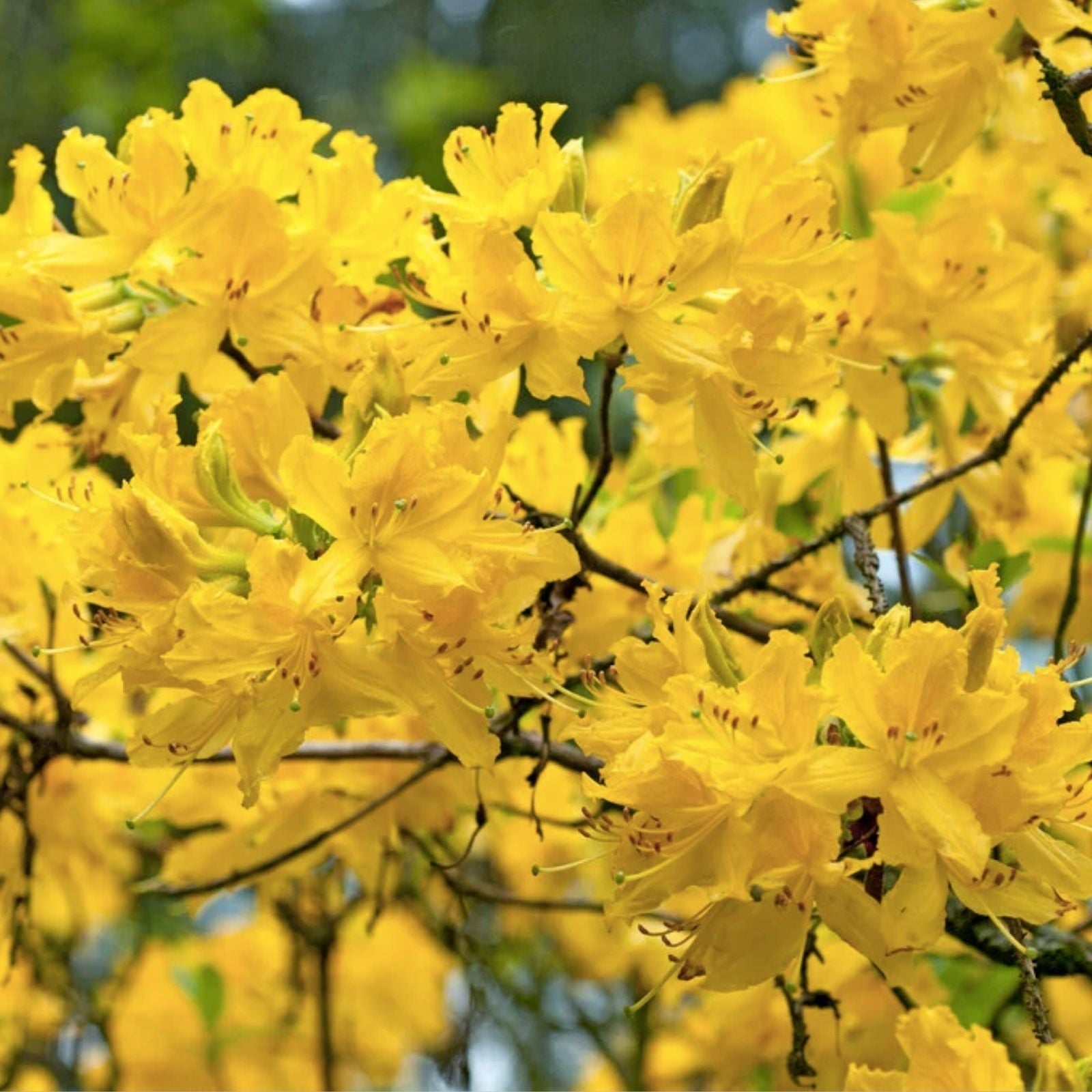 Aromi Azalea Starter Plant - Spring Fanfare Variety - Deciduous Rhododendron - Small Size, Garden Flowering Shrub