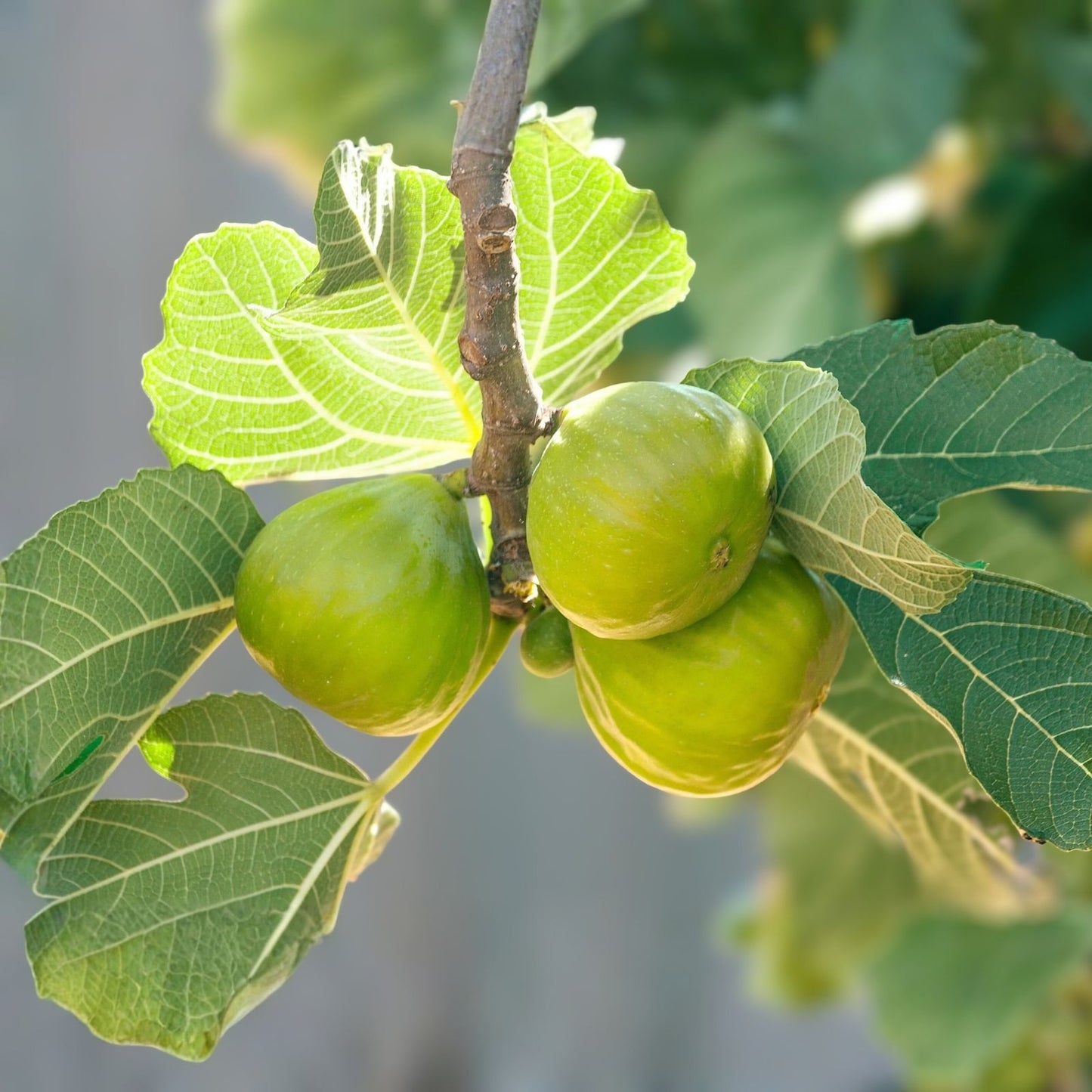 Fig Tree Cuttings - 6 Unrooted Stems for Organic Propagation - Sweet Fruit - Ficus carica