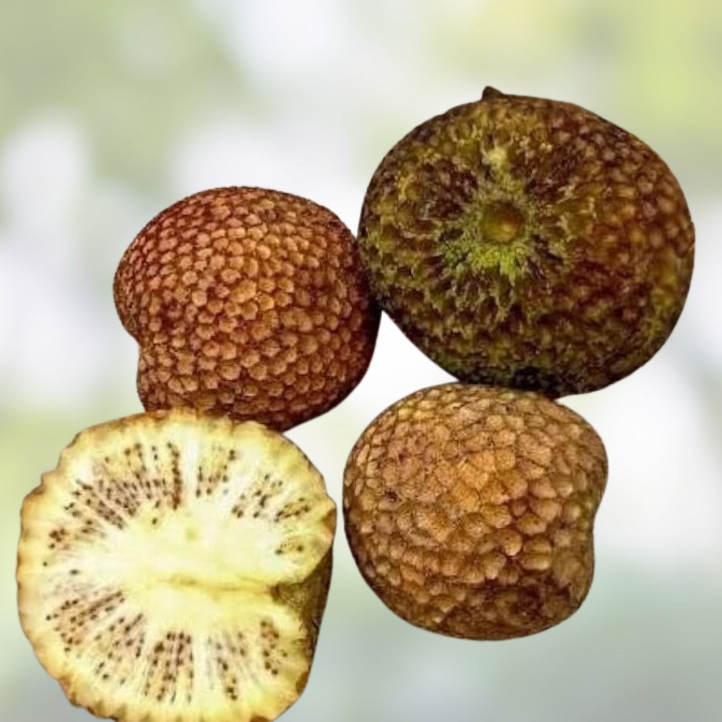 30 Ndea Tree Seeds - Nauclea xanthoxylon - Tropical Hardy Fast-Growing Exotic Tree Seeds for Landscaping and Gardening