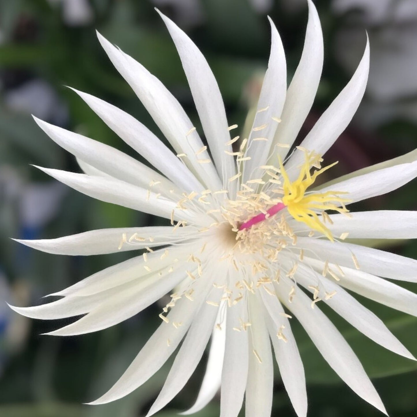 Epiphyllum Hookeri Strictum Cutting | Orchid Cactus Succulent | White Flower | Easy Care Indoor Plant
