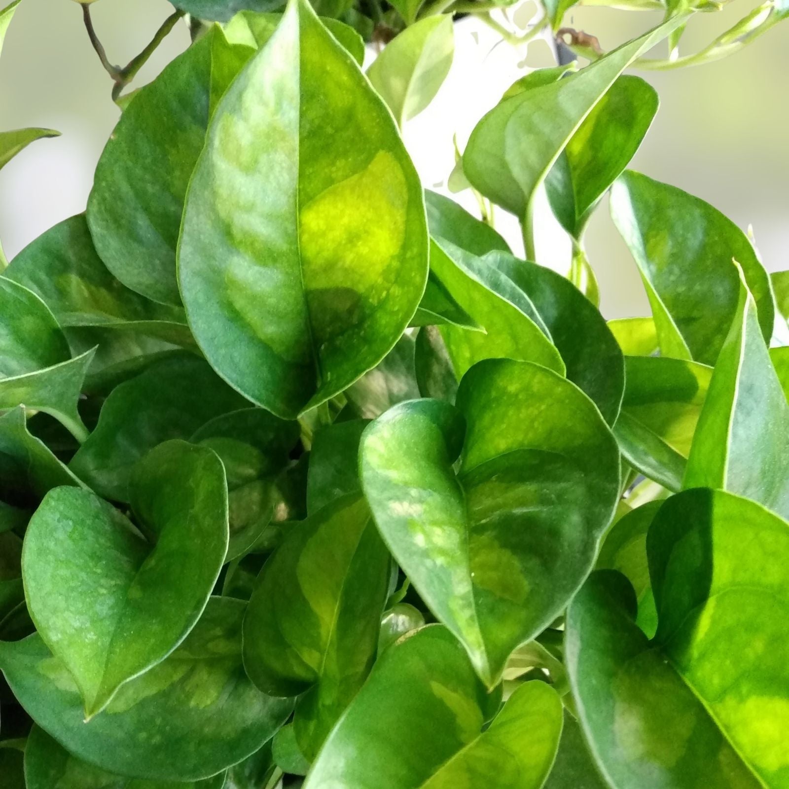 Live House Plant Cuttings – 20 Rooted Pothos & Wandering Jew – Epipremnum aureum & Tradescantia zebrina, Indoor Gardening, Houseplants
