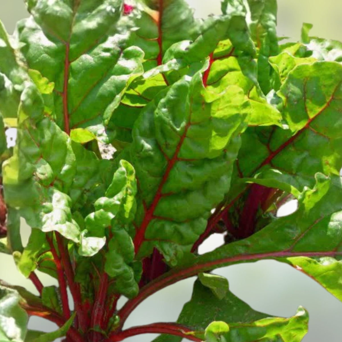 Swiss Chard Seeds 500 Non-GMO Ruby Red Heirloom Beta vulgaris subsp. cicla, leafy vegetable, garden seed, organic planting seed