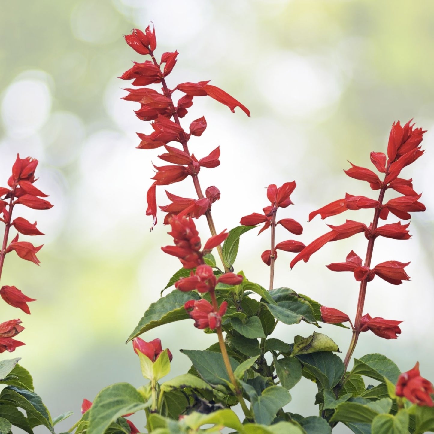 500+ Sage Seeds | Scarlet Red Medicinal Herb Wildflower | Salvia Coccinea