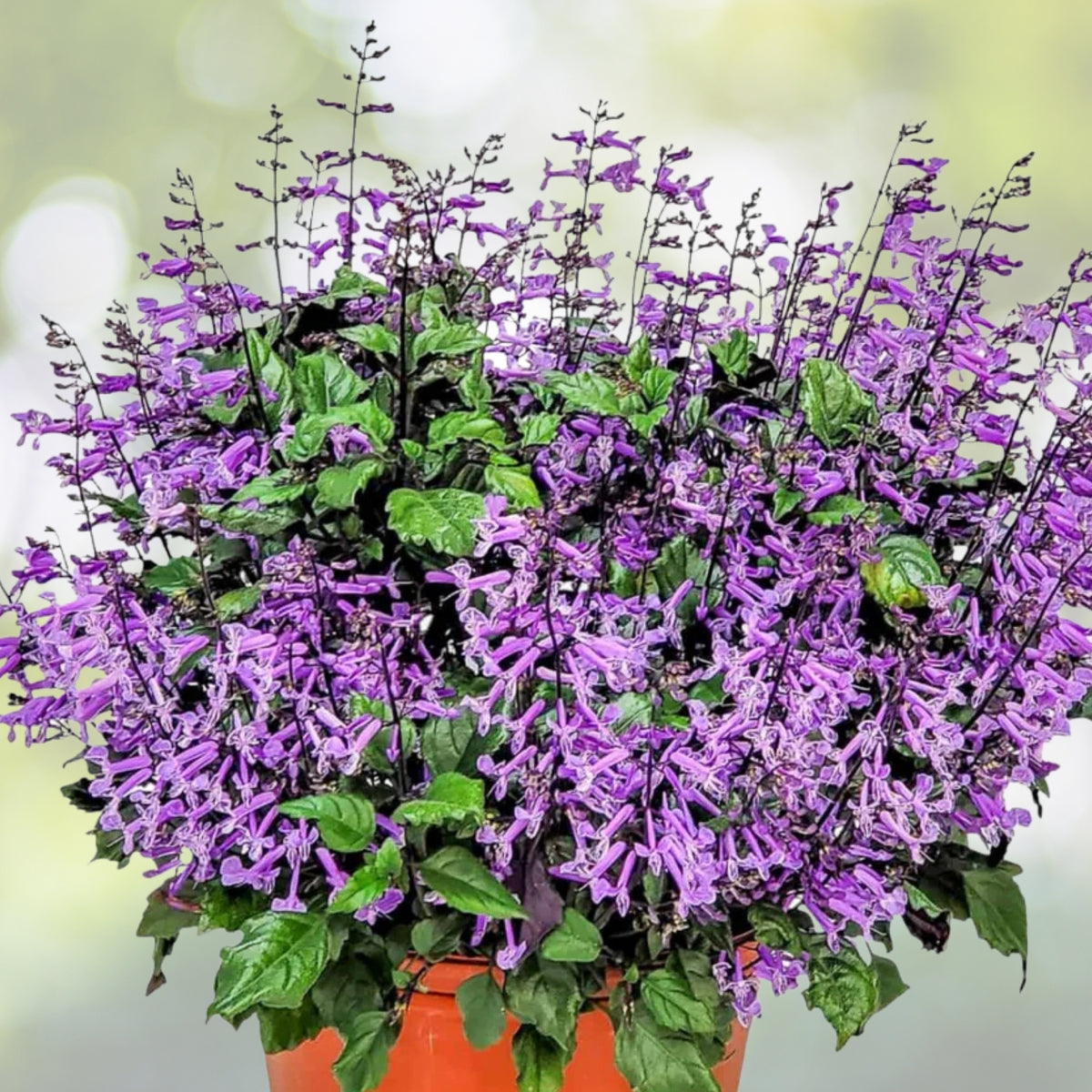 Mona Lavender Plant - 1 Gal - Vibrant Purple Flowers - Plectranthus 'Mona Lavender' - Perfect for Garden or Indoor Decor