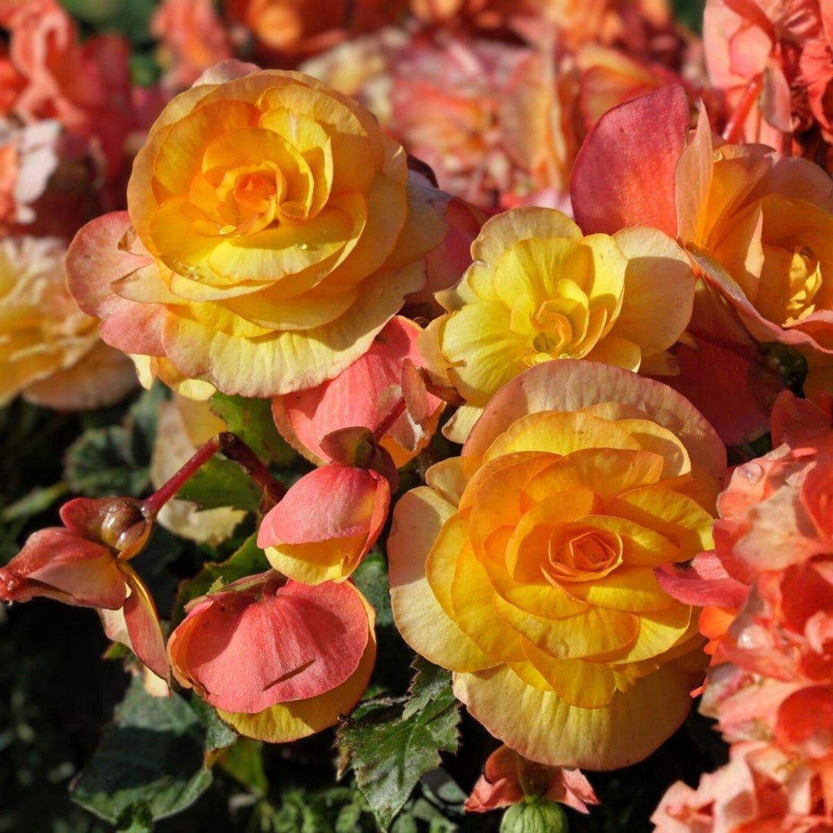 Begonia Seeds 45 or 125 Count Non-GMO Tangy Twist Colorful Flower Seeds Begonia spp.