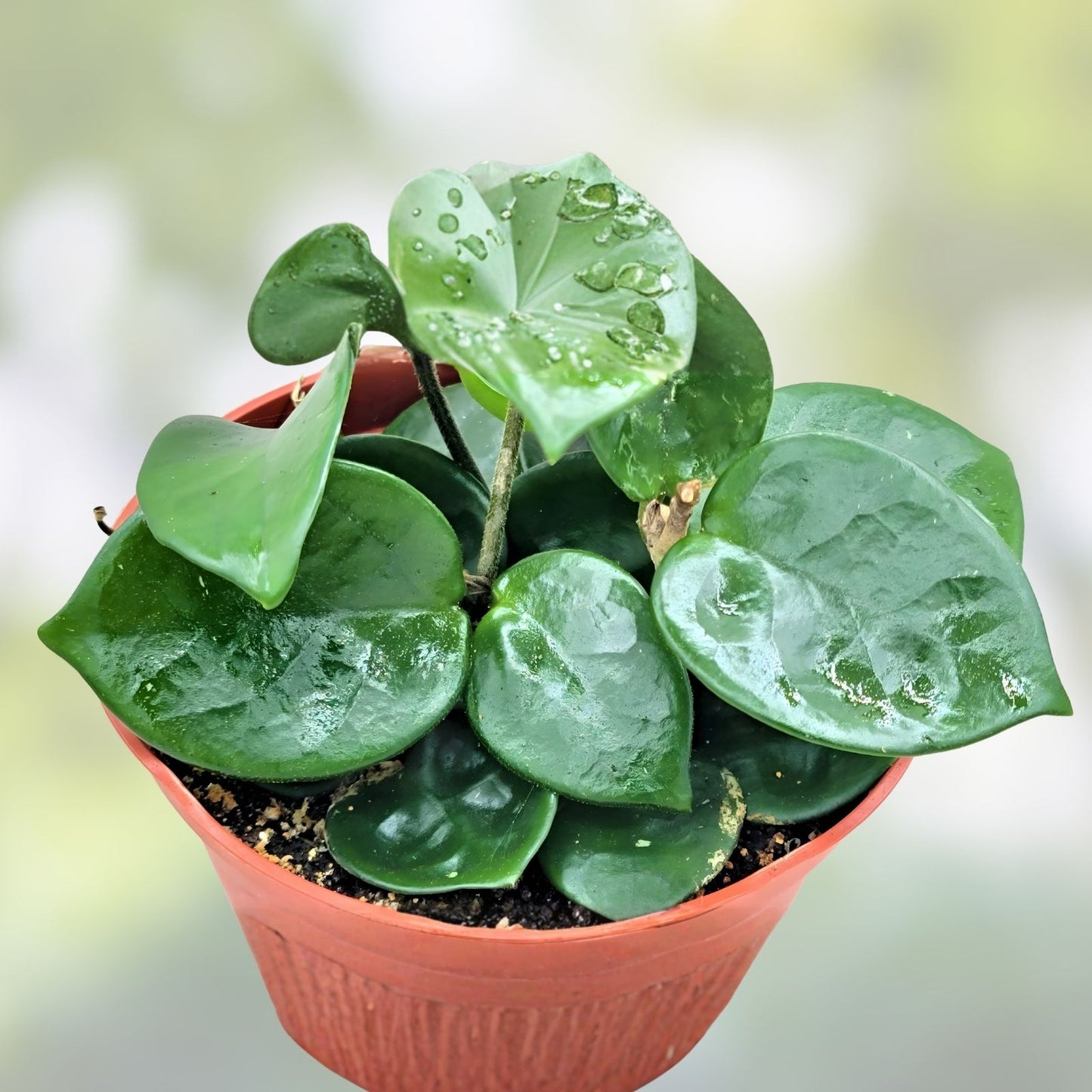 Hoya Chelsea Cuttings - Rooted Hoya Carnosa Chelsea Indoor Houseplant - Easy Care Succulent Plant