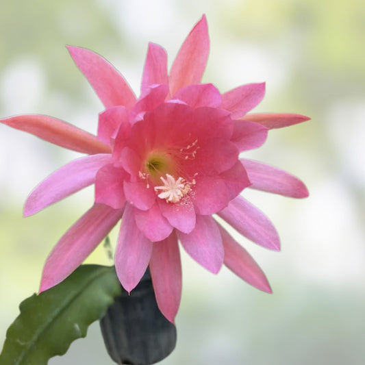 Epiphyllum Orchid Cactus Cutting Plant 6-10 inches | Succulent Indoor Plant | Epiphyllum spp.