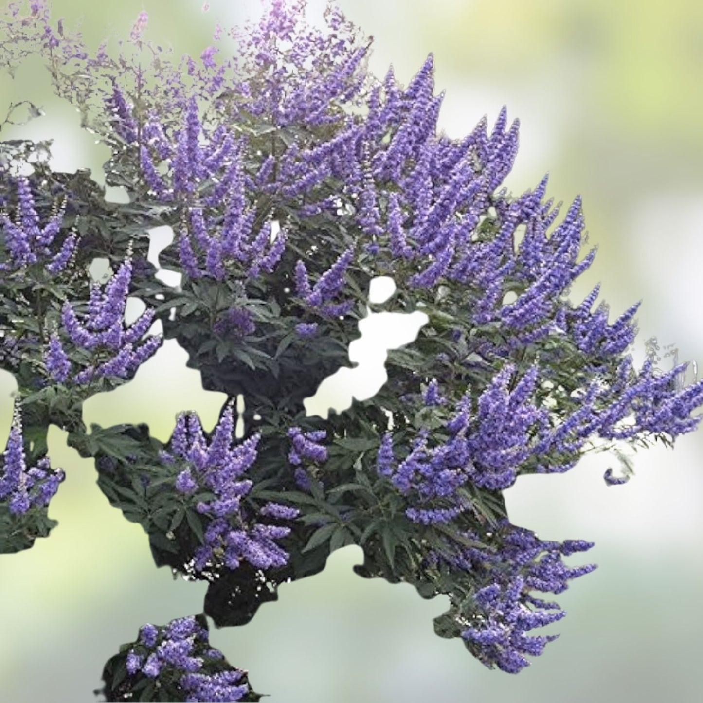Unrooted Cuttings 6+4 Blue-Purple Vitex agnus-castus Chaste Tree for Rooting and Grafting