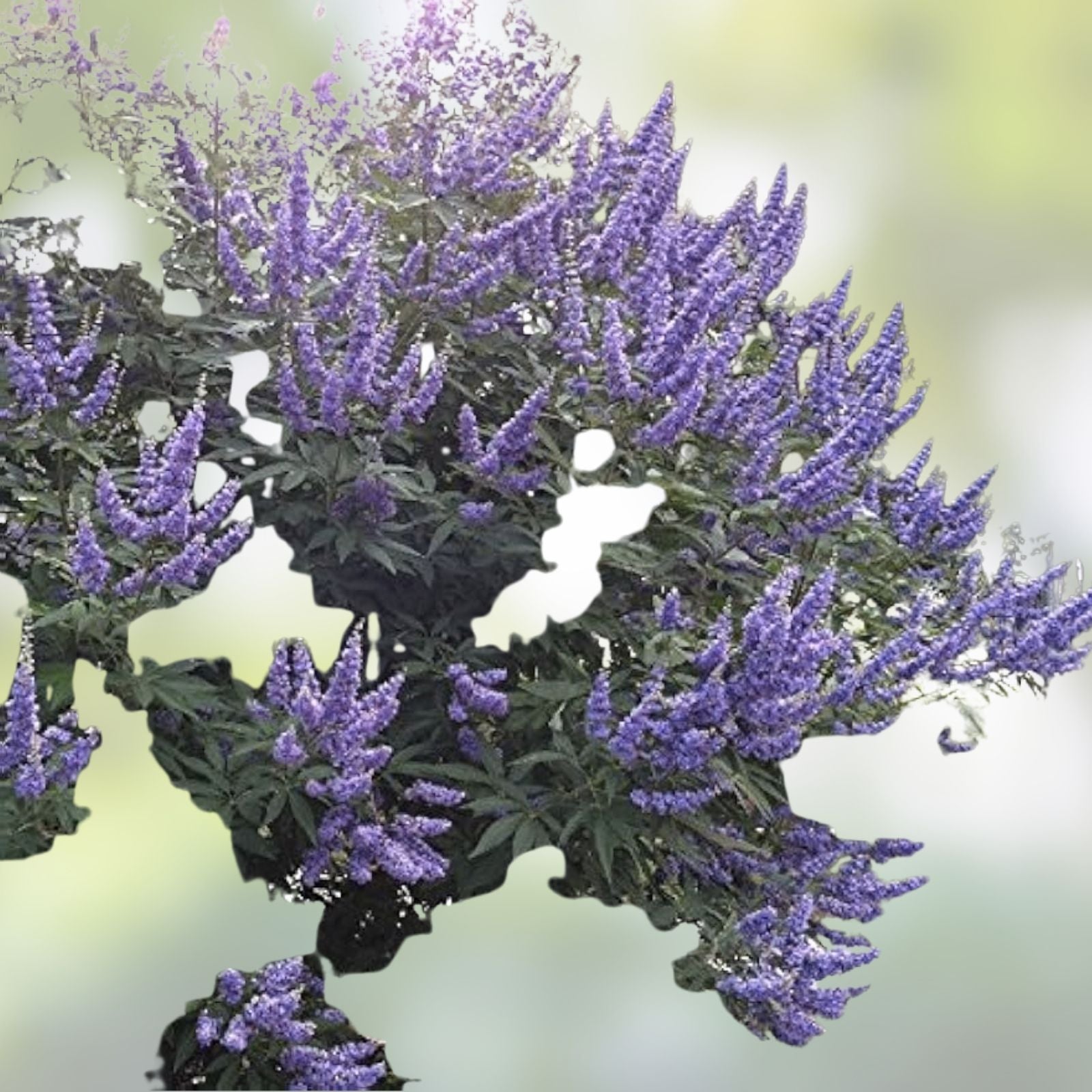 Unrooted Cuttings 6+4 Blue-Purple Vitex agnus-castus Chaste Tree for Rooting and Grafting