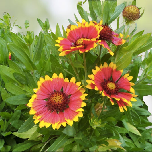 Exotic Gazinga Seeds - Blanket Flower Seeds 100 Pack - Gaillardia aristata Colorful Mix with Roses & Zinnia