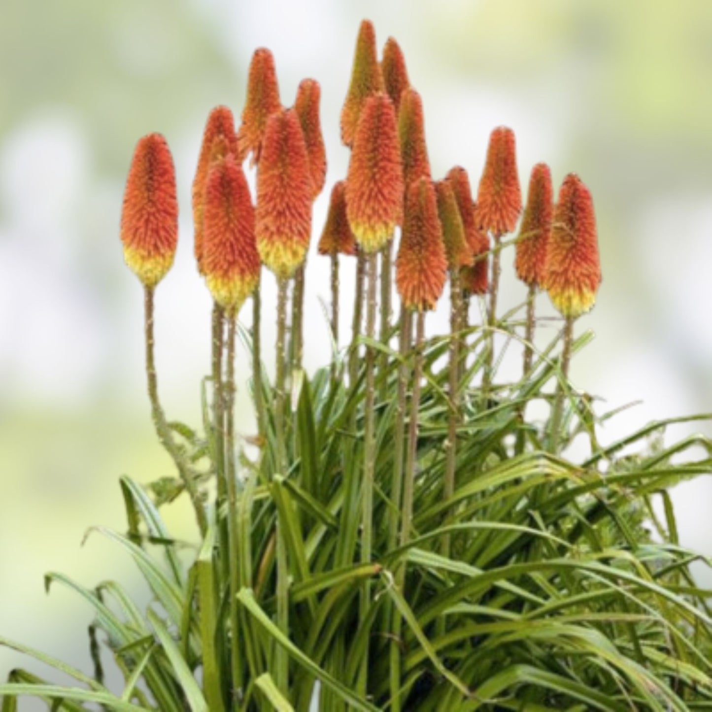 Red Hot Poker Flower Seeds  Kniphofia uvaria Perennial Garden Plant Seeds for Bright Colorful Blooms, 50+ Seeds