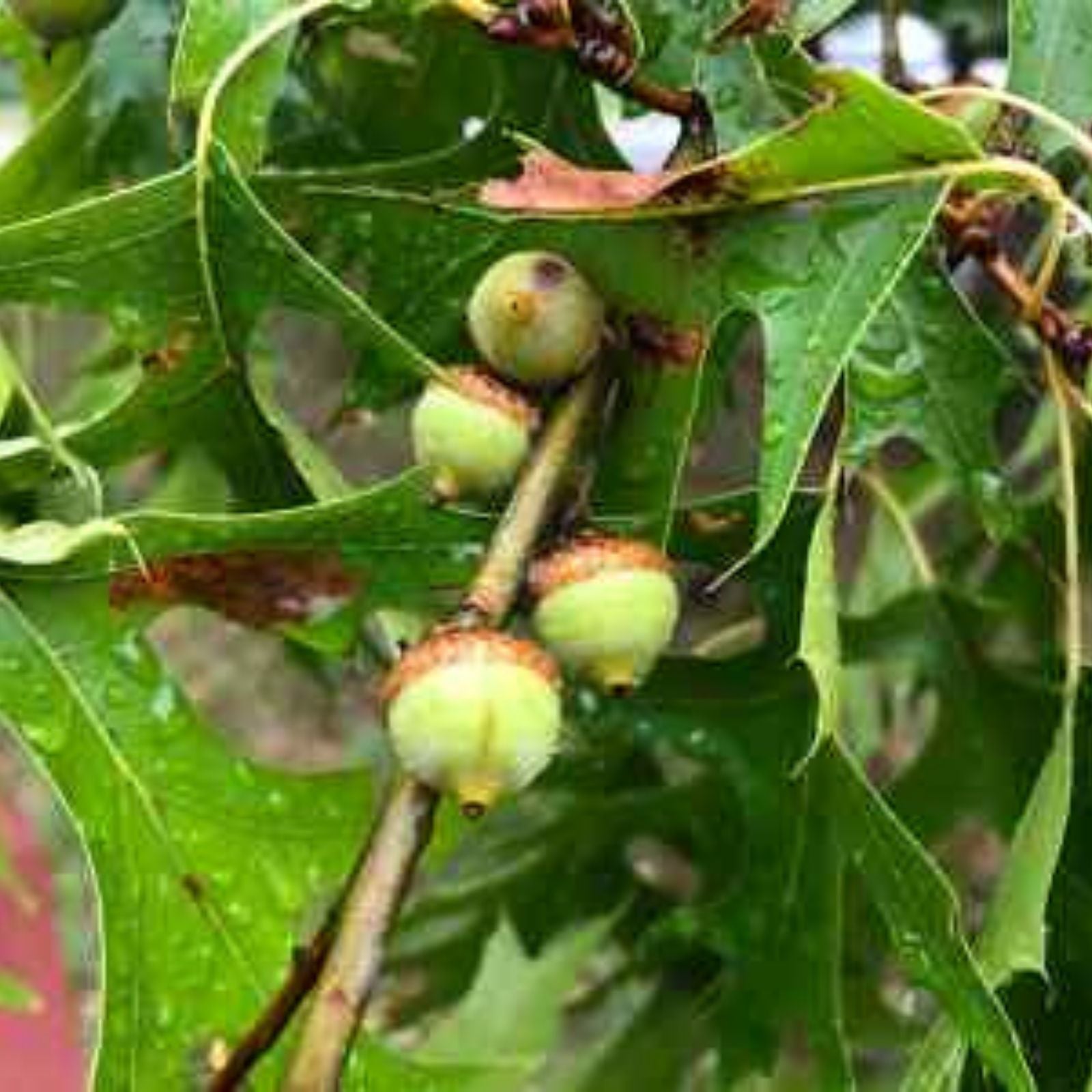 Pin Oak Tree Seedling 4-8" Live Bare Root Plant Quercus palustris Native Hardwood Tree