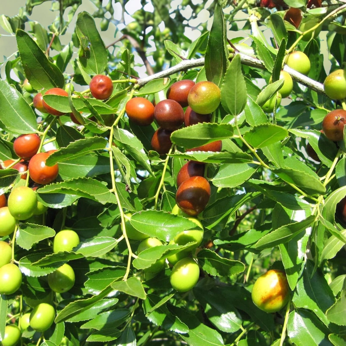 Taiwan Green Jujube Tree Graft Cutting 10" Large Juicy Sweet Ziziphus jujuba Fruit Tree