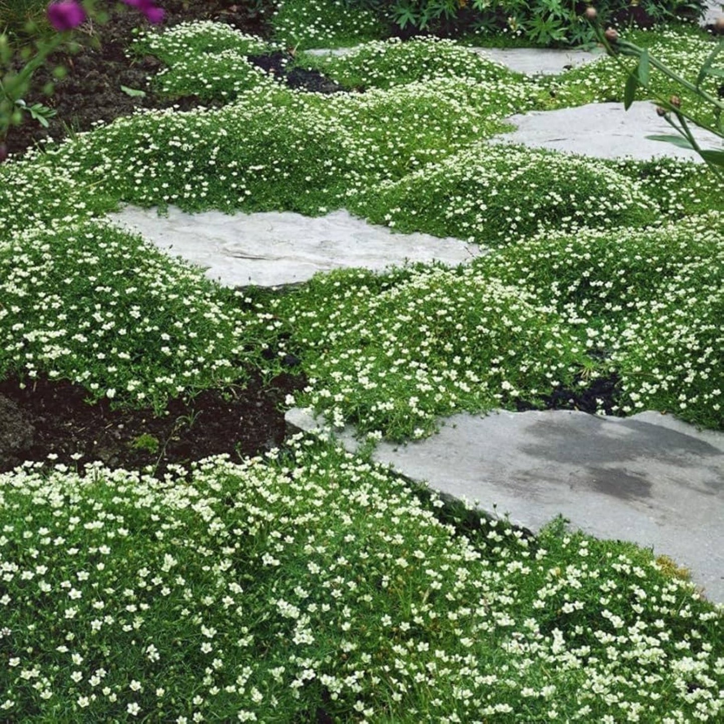 Irish Moss Seeds 1 oz - Attractive Ground Cover Plant - Chondrus crispus - Marine Seaweed for Garden or Aquarium