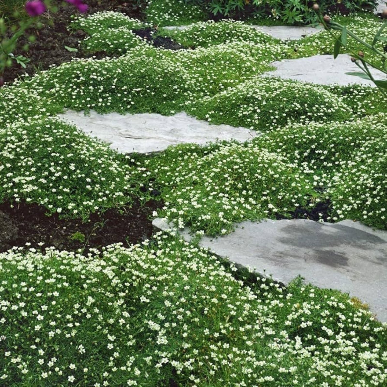 Irish Moss Seeds 1 oz - Attractive Ground Cover Plant - Chondrus crispus - Marine Seaweed for Garden or Aquarium